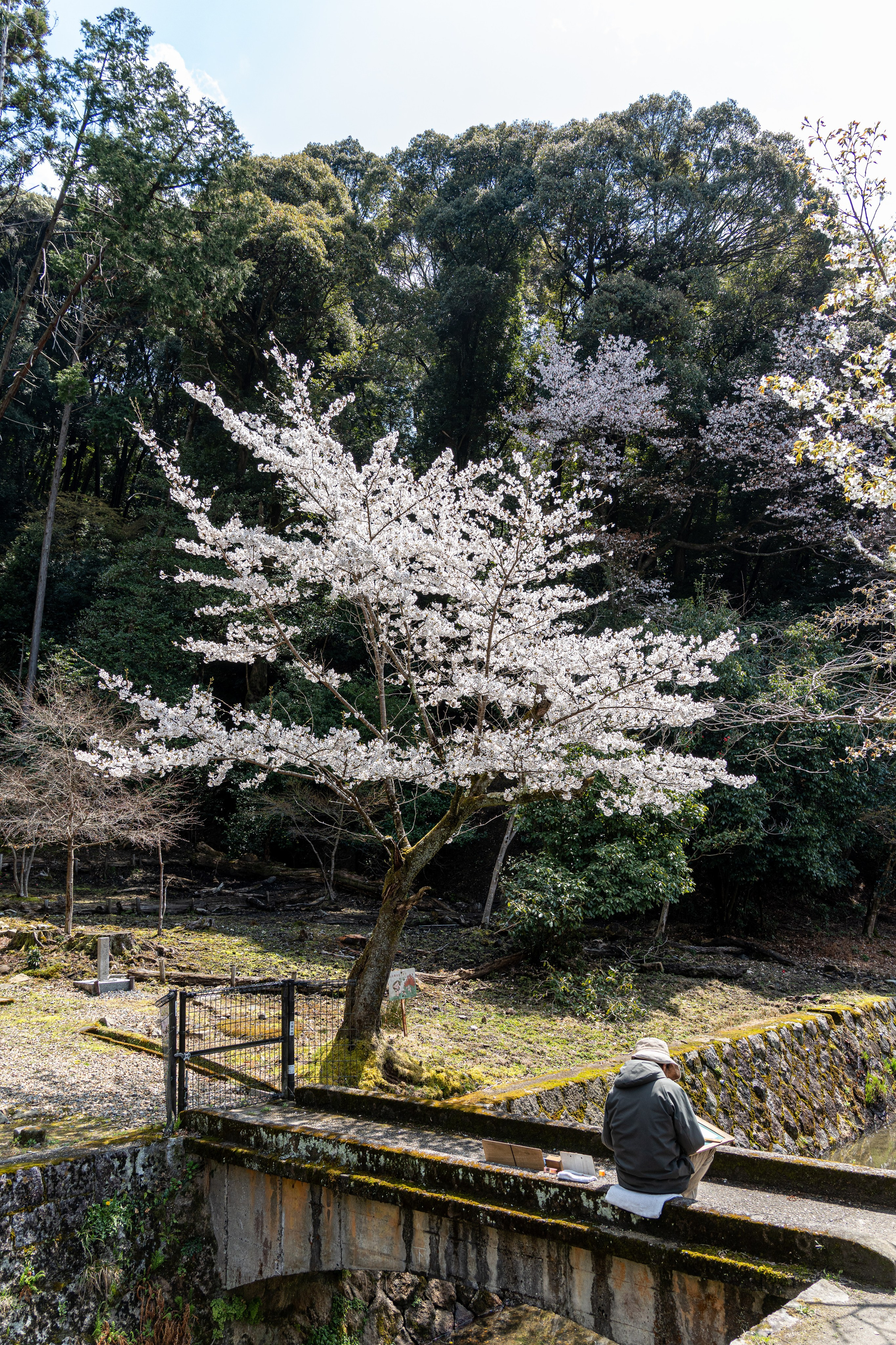 Япония, сакура. Творческие сьемки