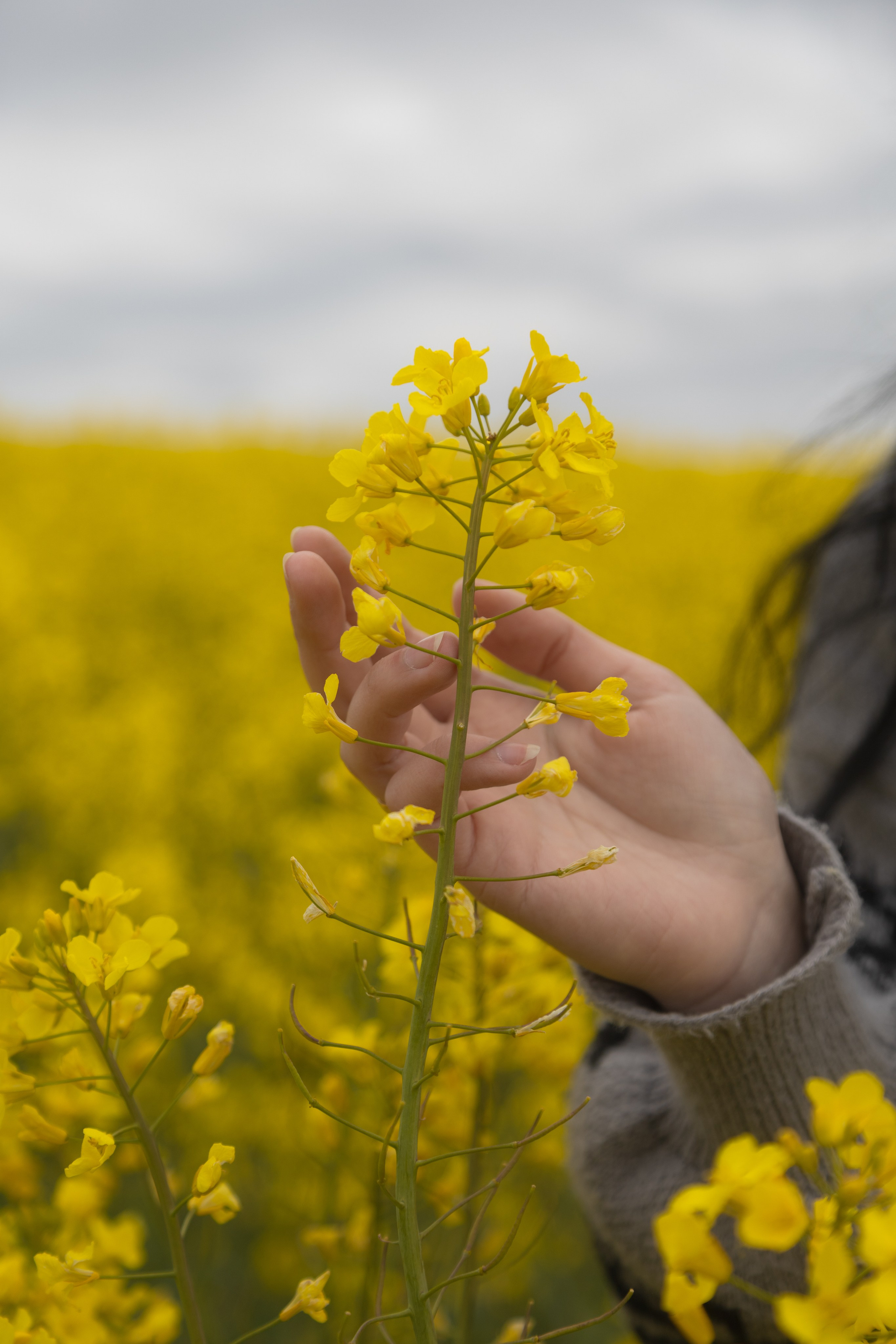 Полина Л — (Рапсовое поле). — Digital Noise —