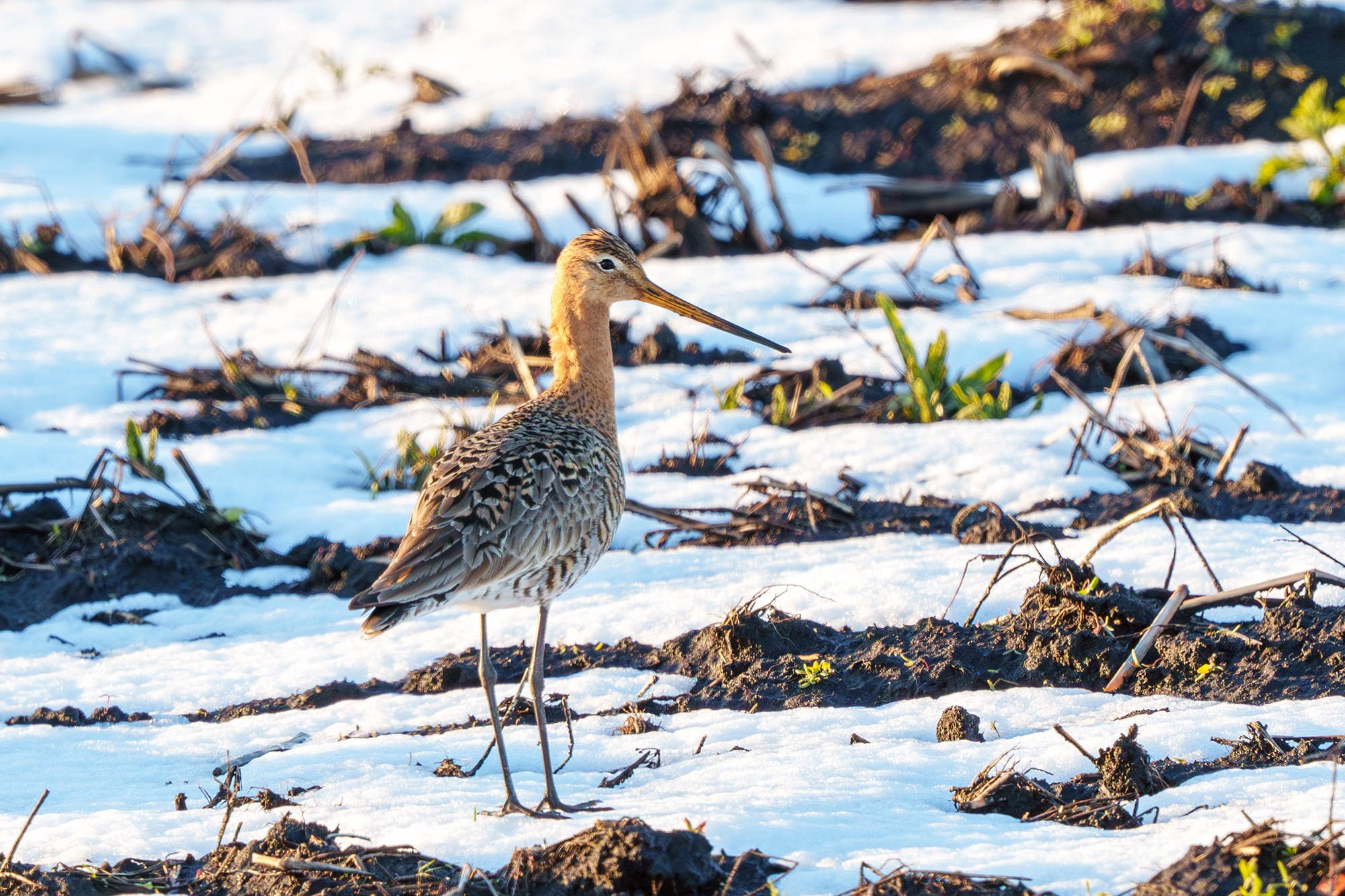 Удивительные мир птиц. Вокруг нас столько прекрасного — присмотритесь!. Ваш личный фотограф Марина Волкова