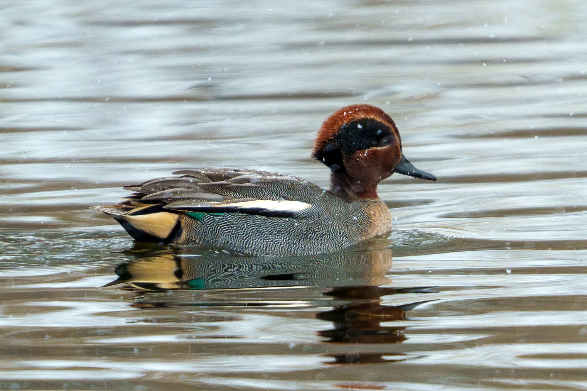 Удивительные мир птиц. Вокруг нас столько прекрасного — присмотритесь!. Ваш личный фотограф Марина Волкова