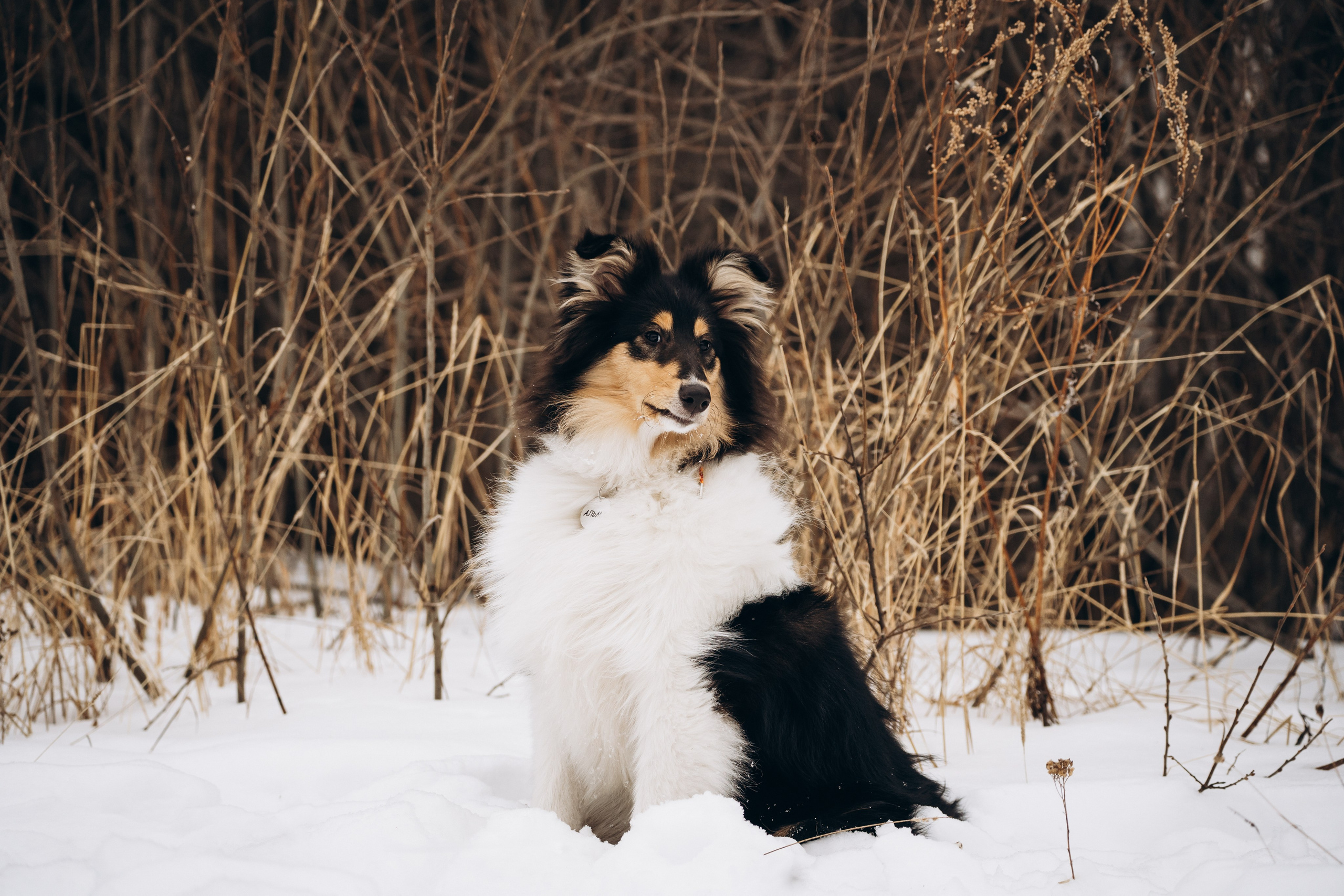 Альма. Фотограф-анималист Анастасия Большакова