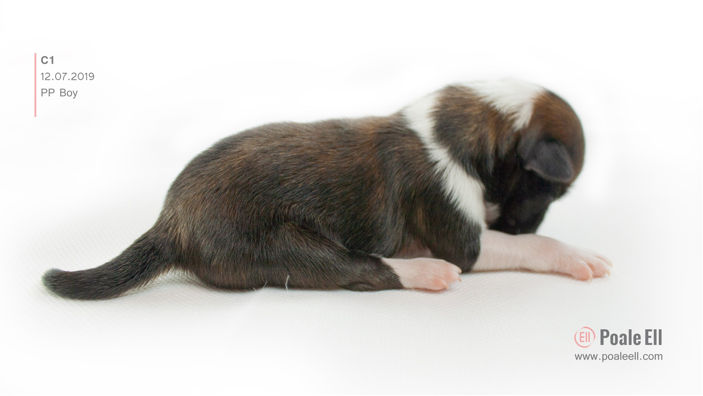 Litter C. Chinese Crested Dog Kennel Poale Ell