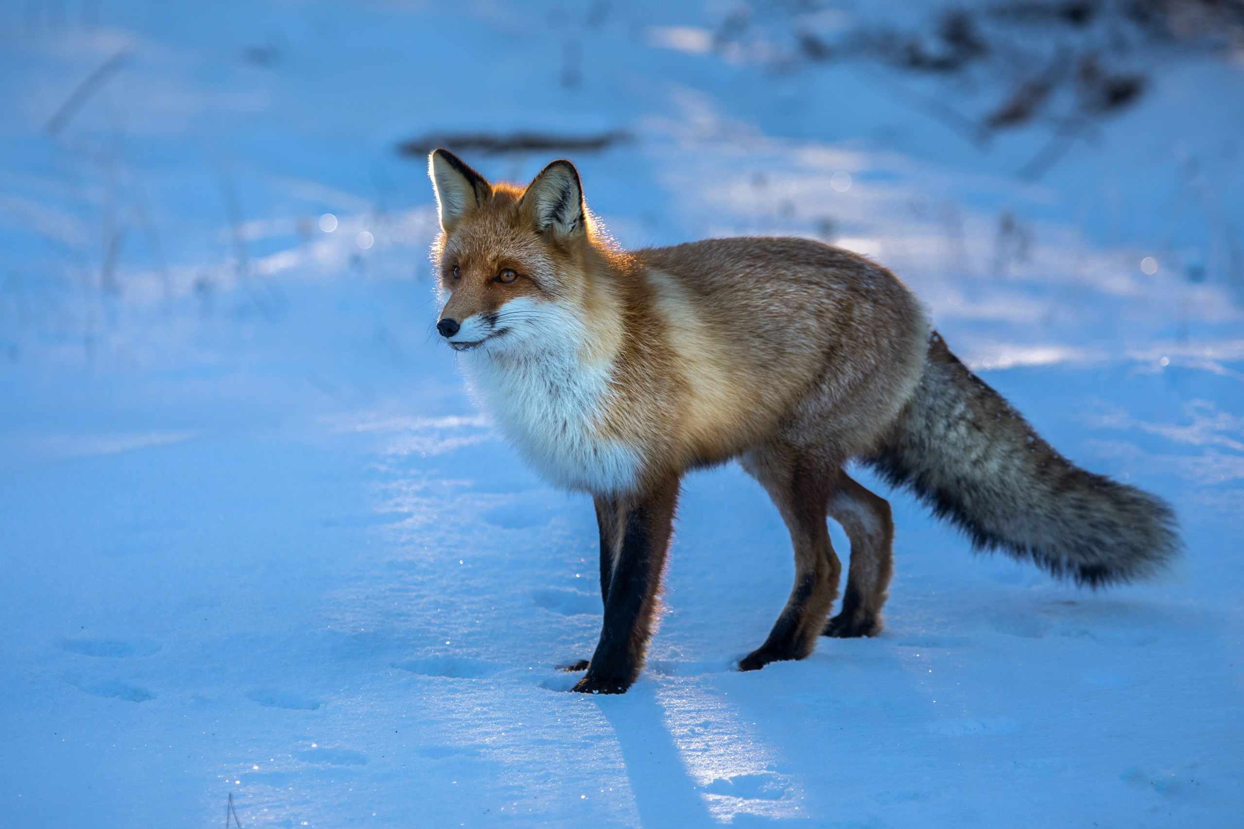Портфолио. Фотограф Татьяна Борисова