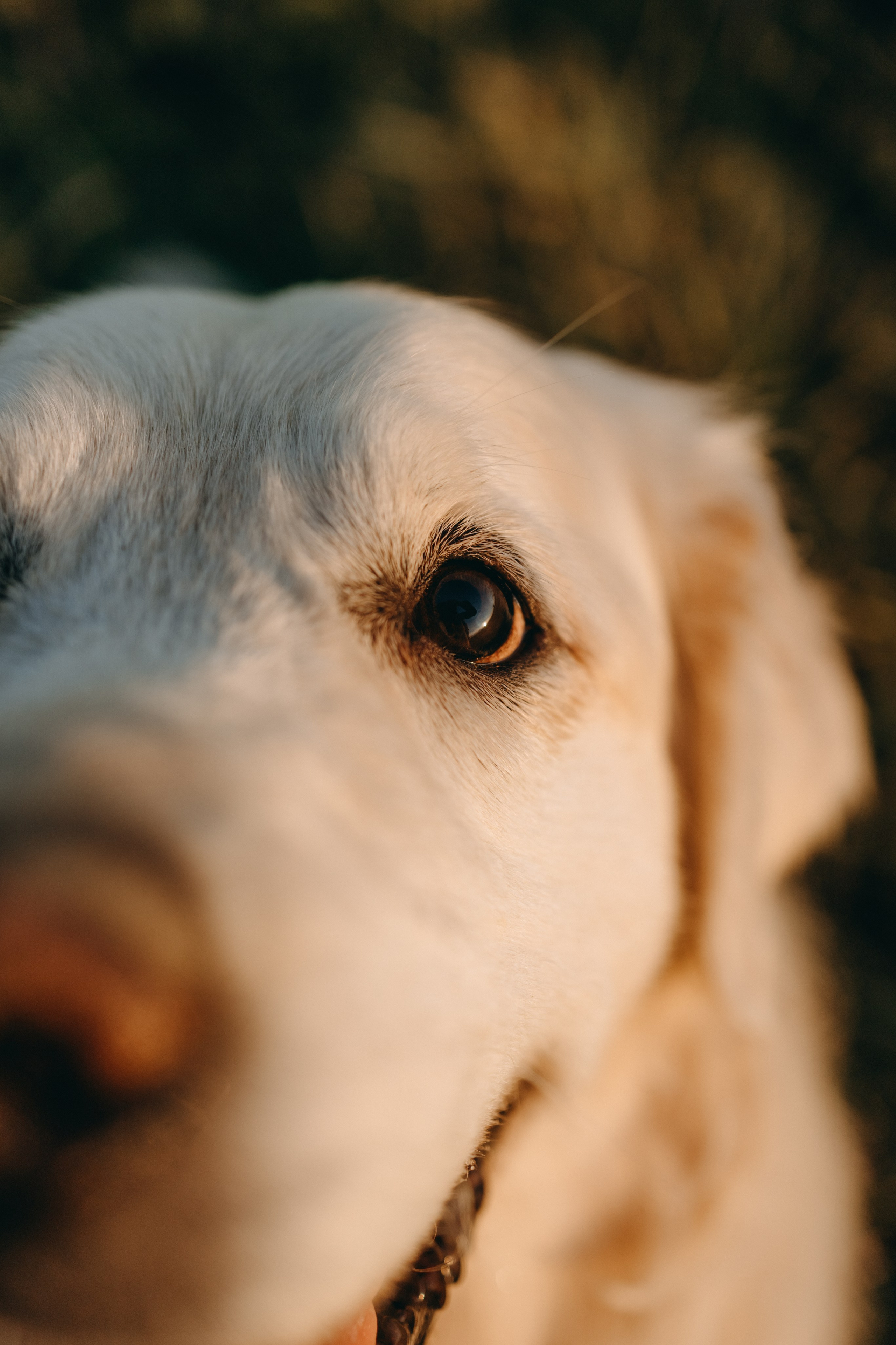 Лера и Скай. Фотограф — Анималист | Санкт-Петербург