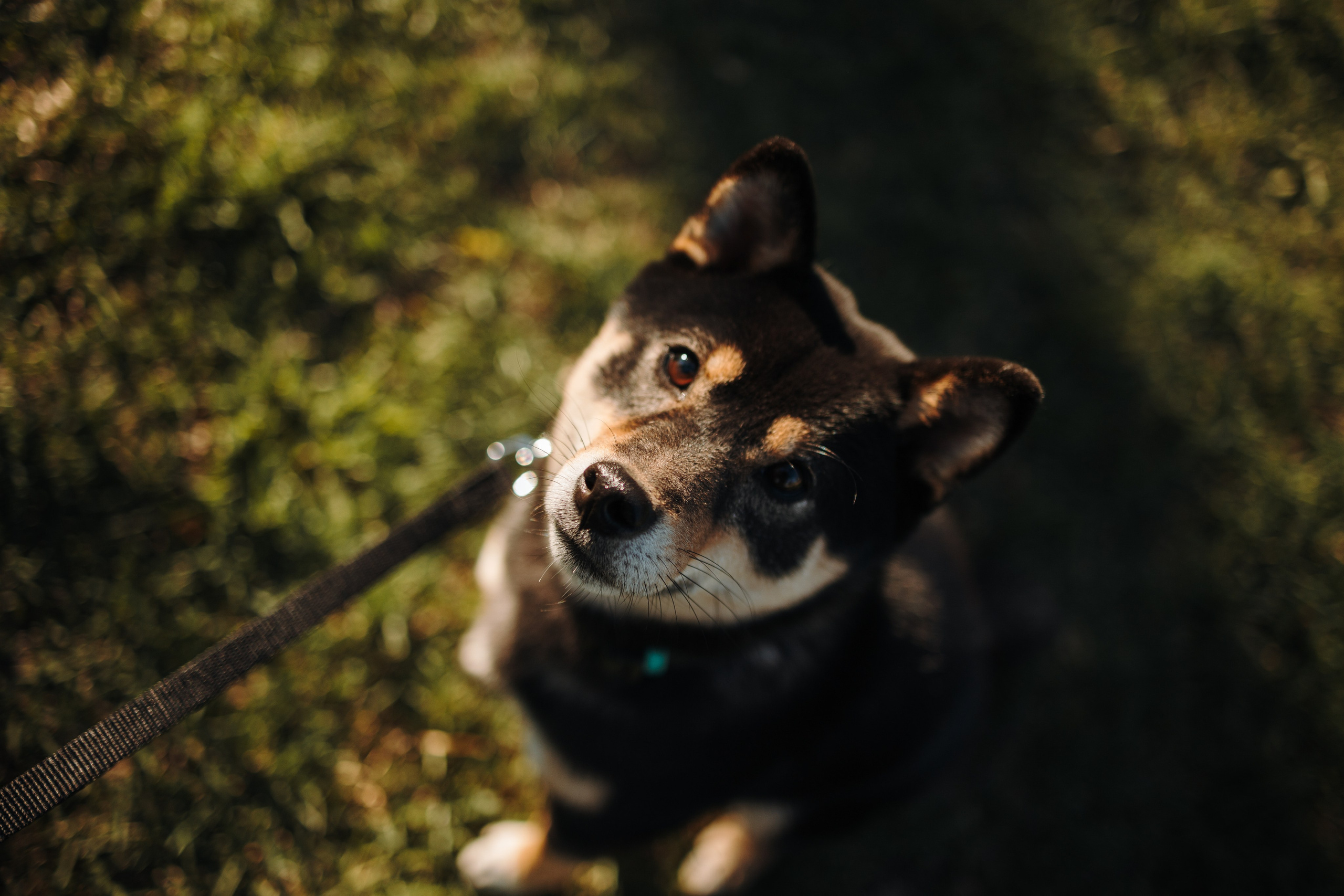 Даша и ее девочки. Фотограф — Анималист | Санкт-Петербург