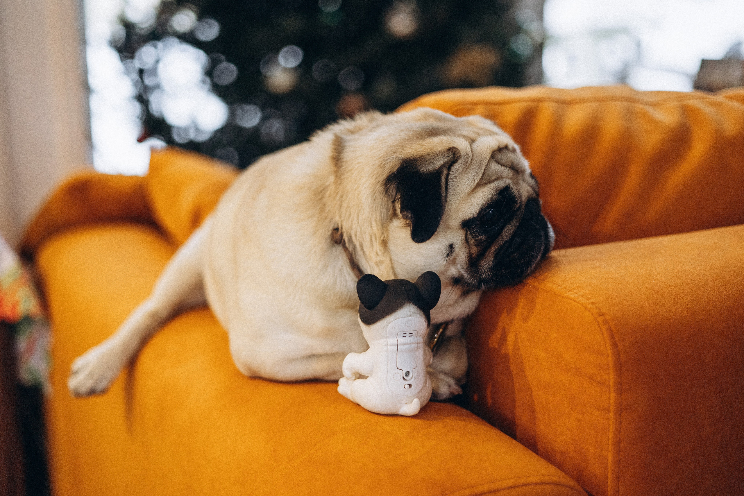 Семейная для Ксюши. Фотограф — Анималист | Санкт-Петербург