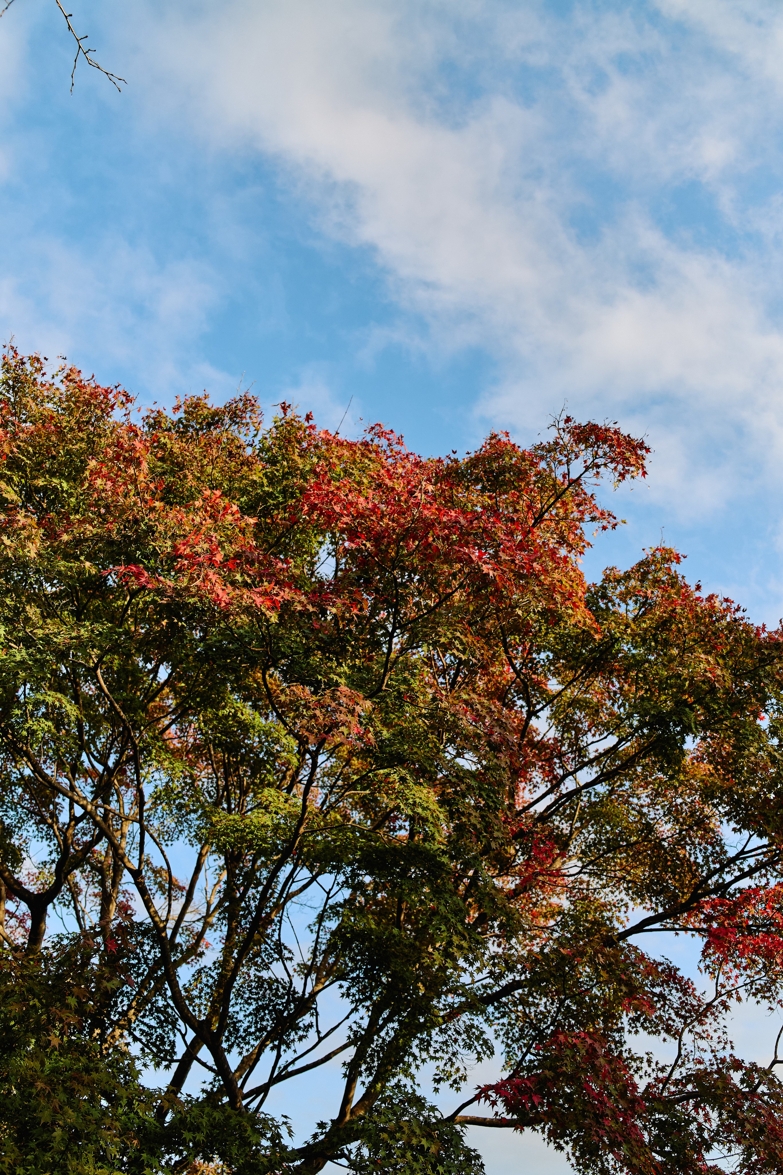 Япония. Профессиональный Фотограф во Владимире, в Москве и в Суздале — Полина Романычева