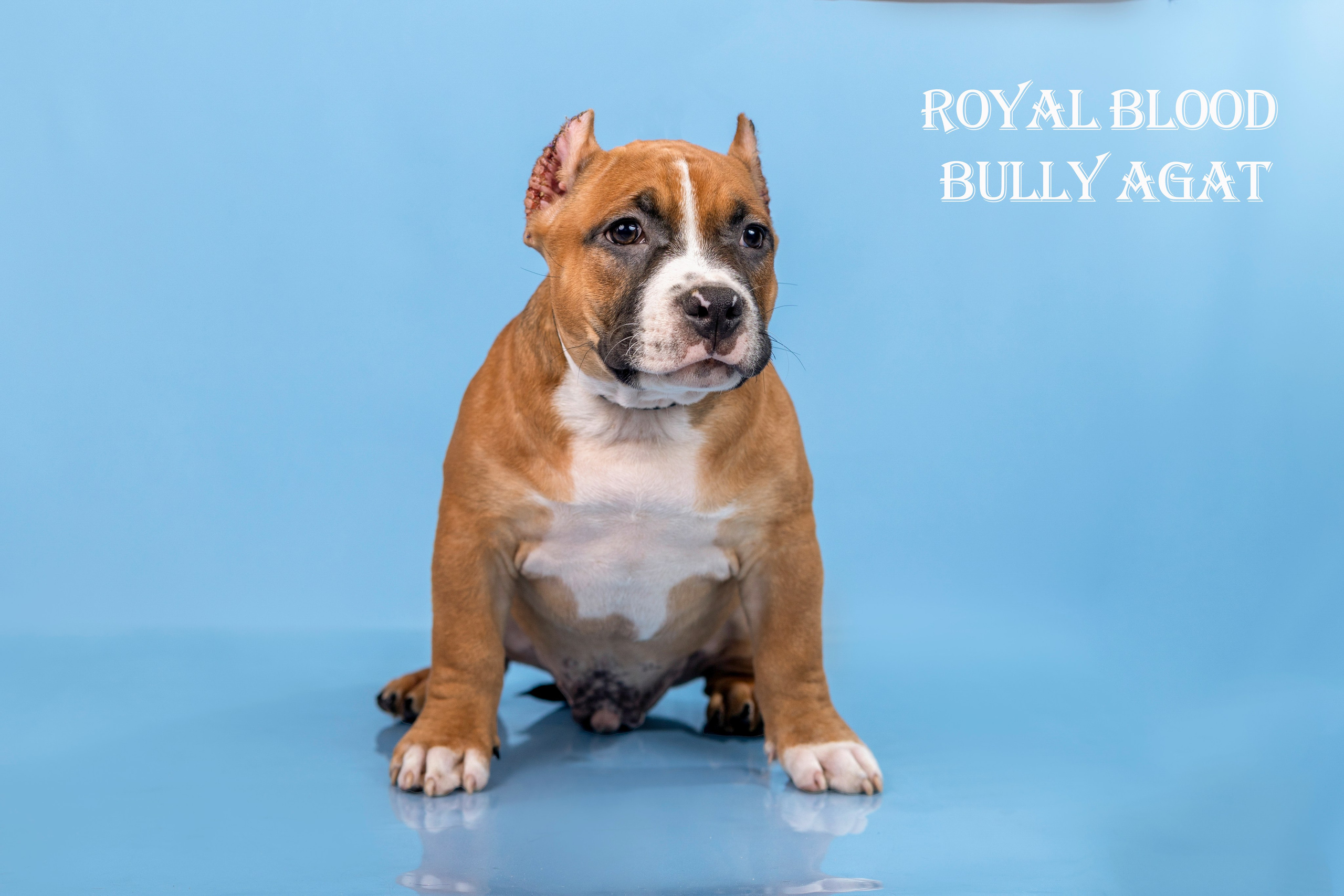 Американский булли!. Фотограф 📸 семейный, предметный, репортажный