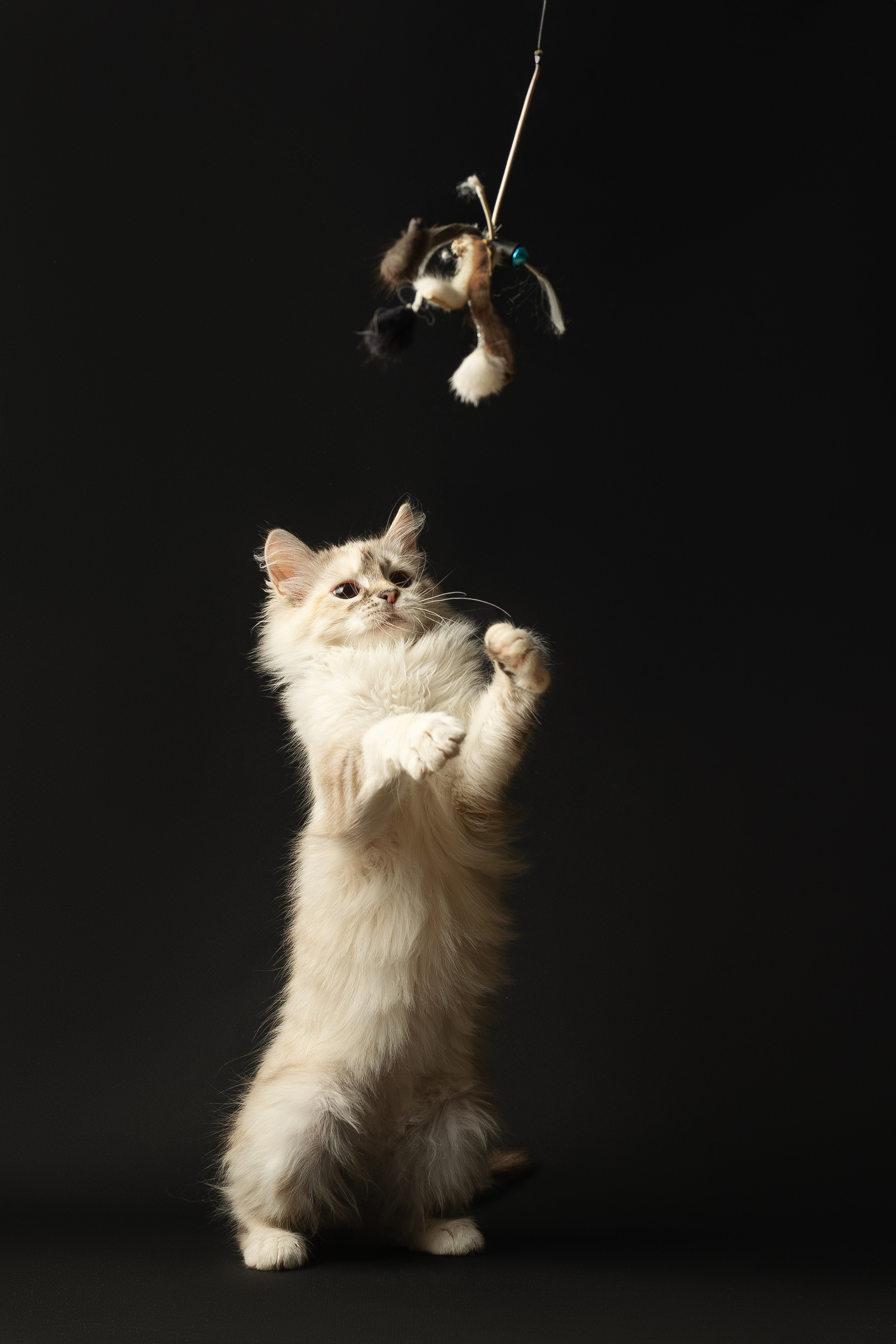 Кошки. Фотограф анималист в Москве Майорова Евгения