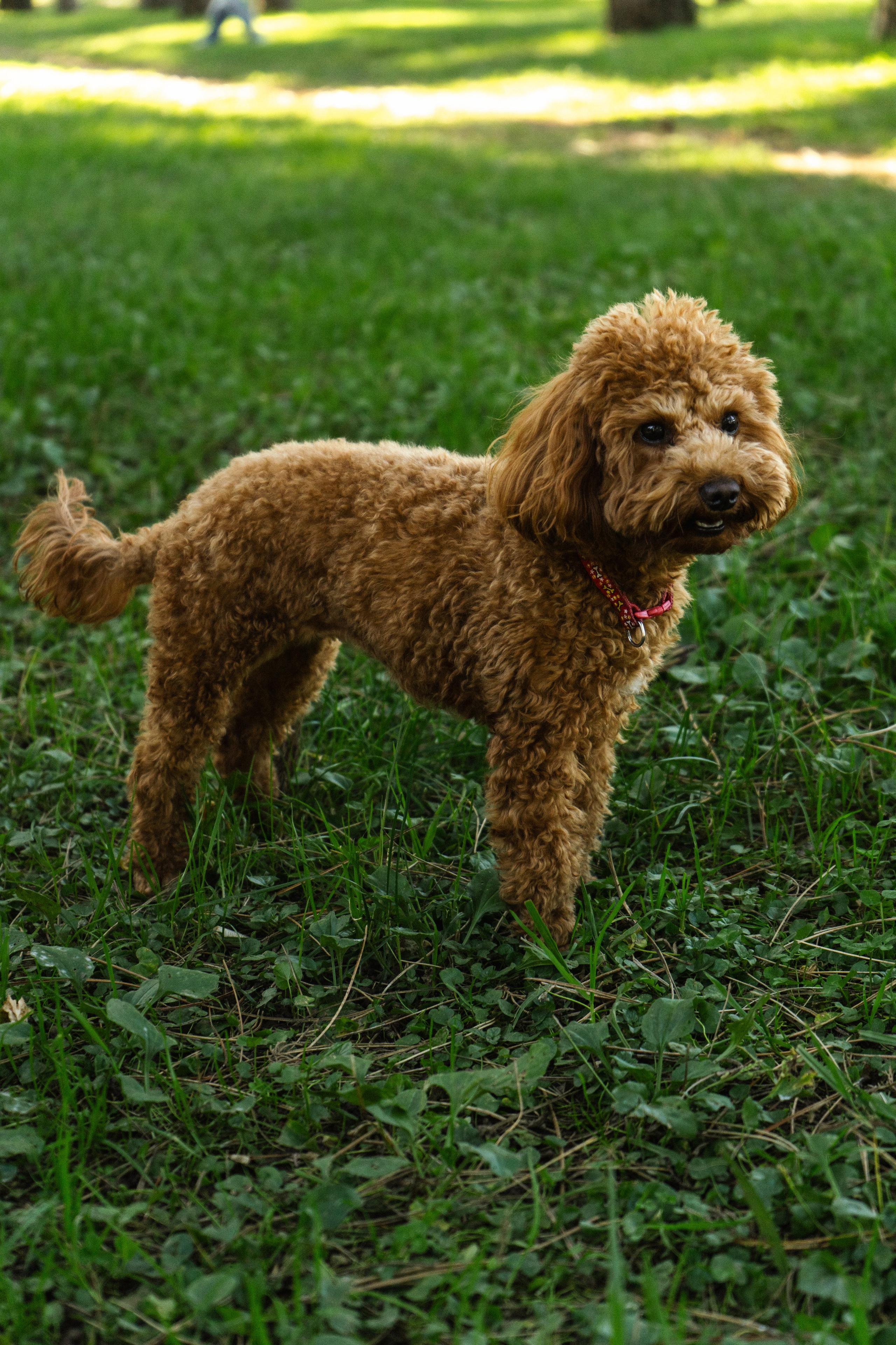 Pets. Makaroshkassirom — photographer in Minsk