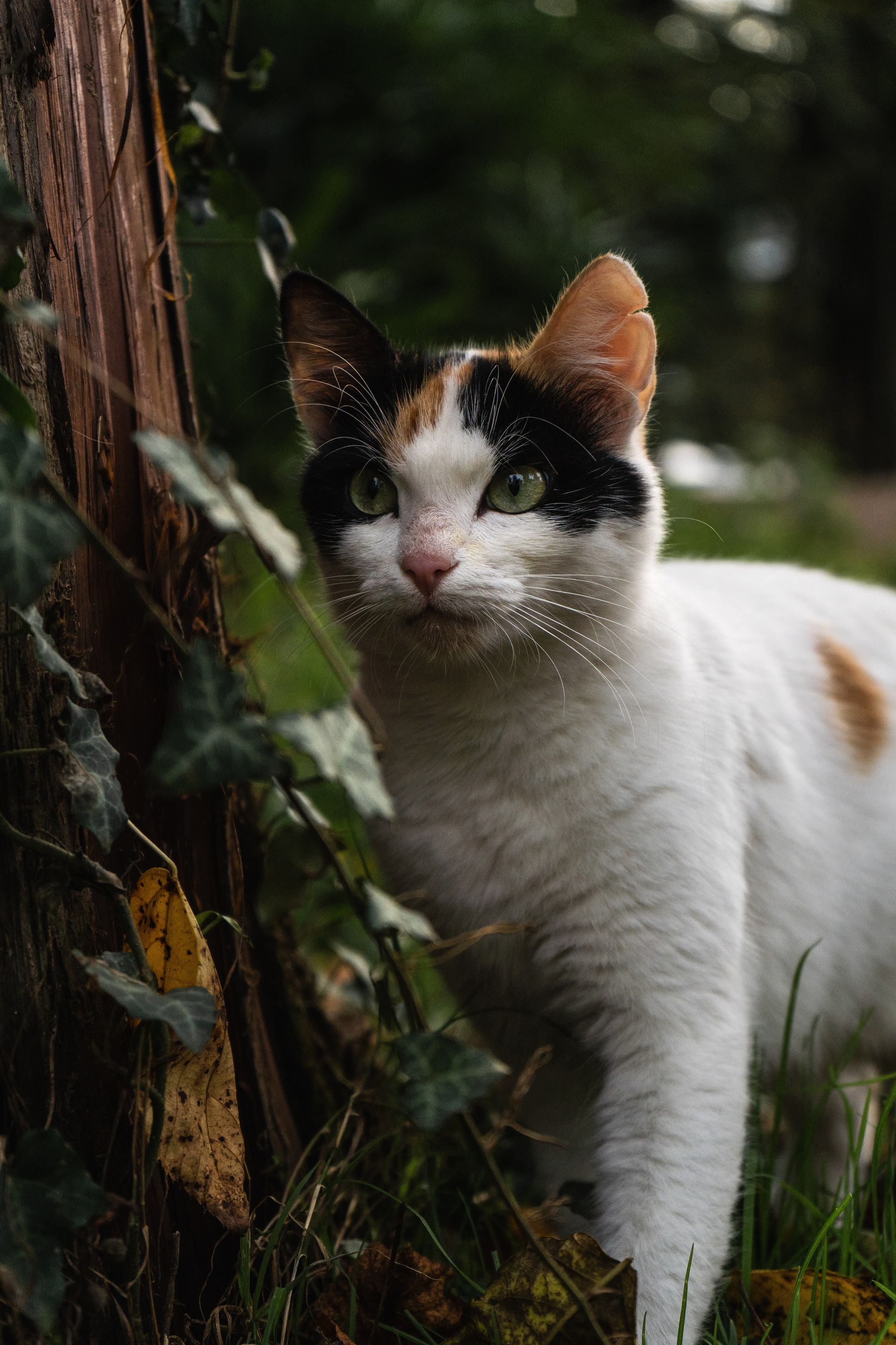Хвостики. Oljoy.ph — photographer in Minsk