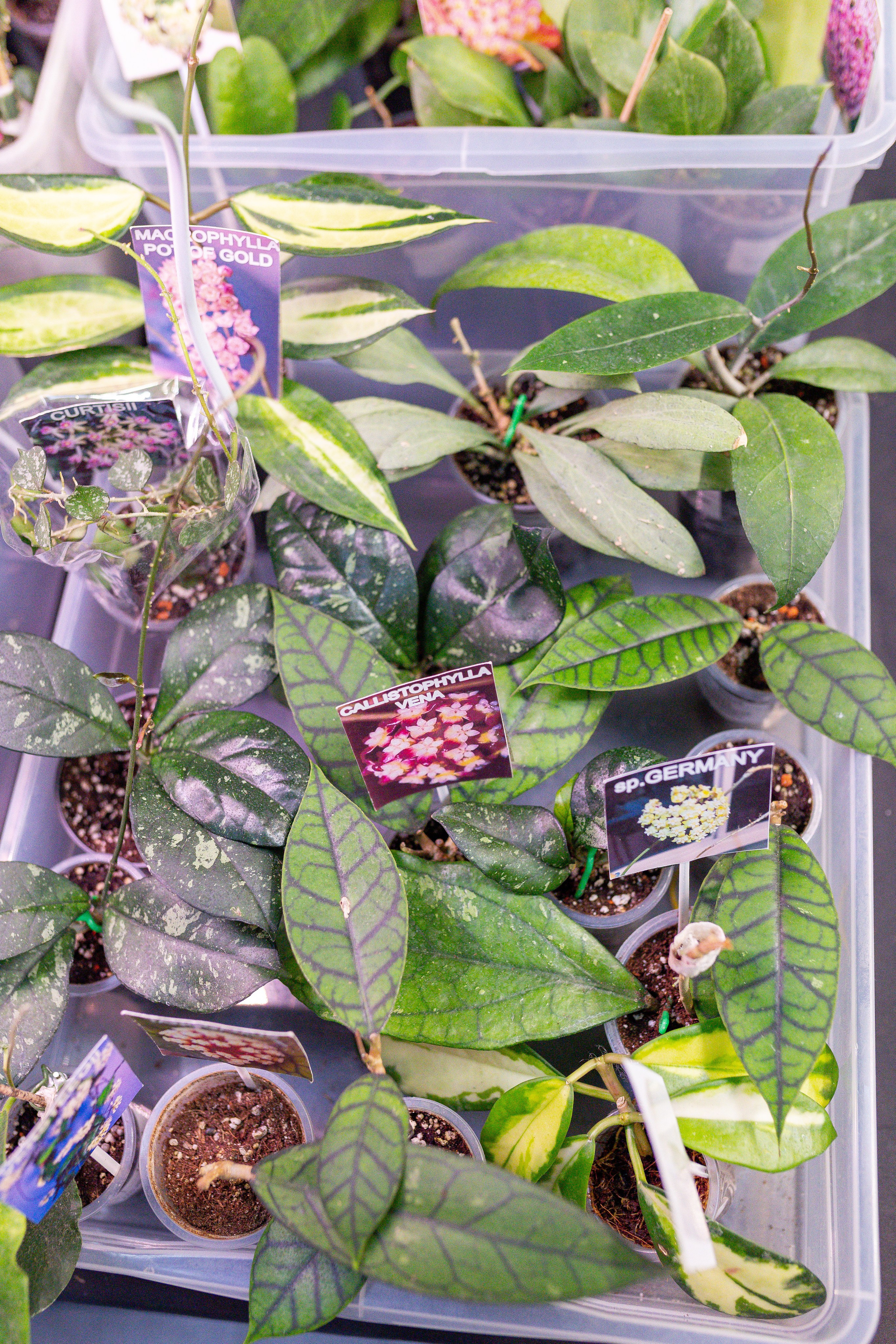 Орхидиум 12.2025. Александра Куликова фотограф, Москва