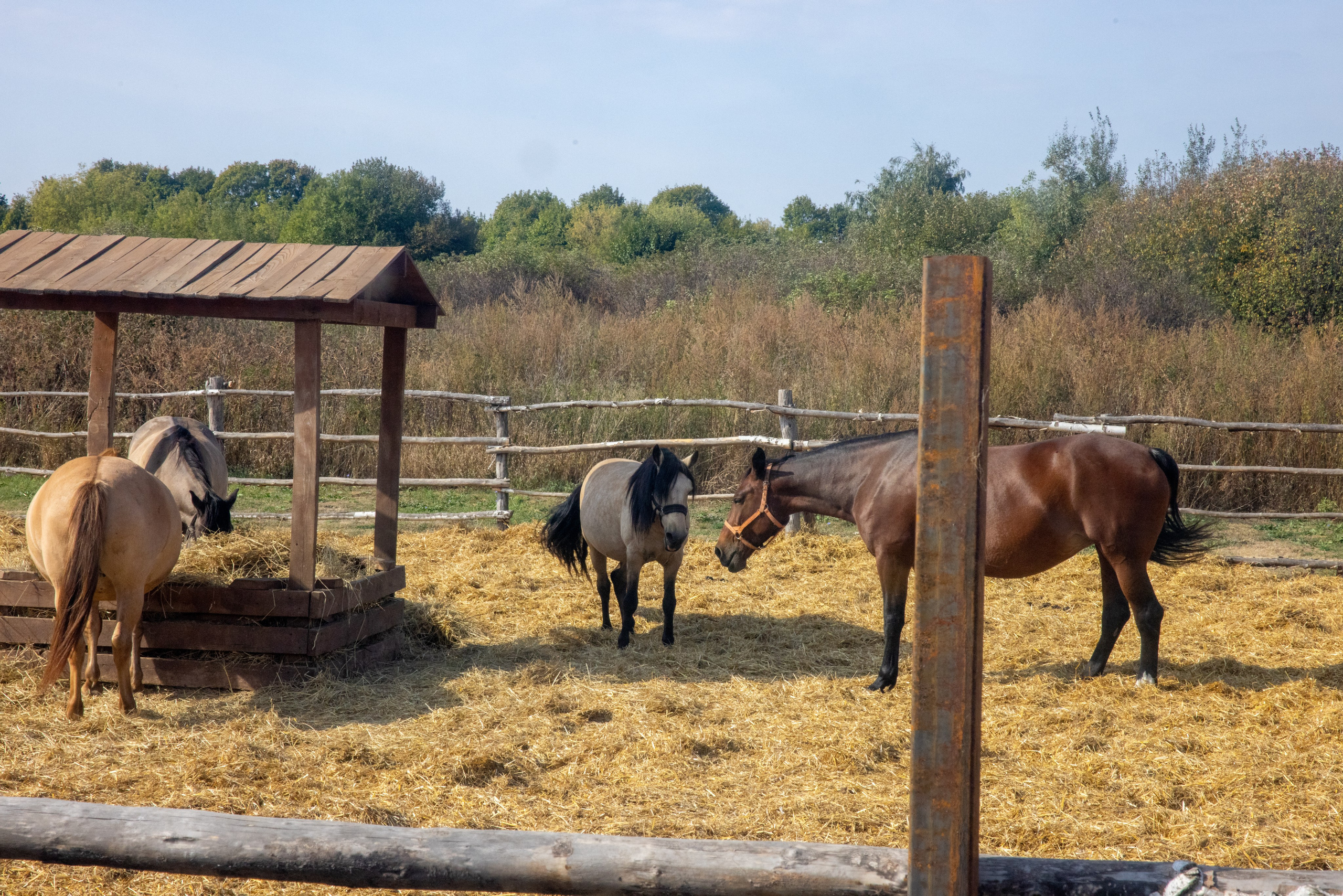 Поездка на поле Кулеково. Фотограф в Туле Крупский АнДРей. Фотостудия «КАДР71» в Туле