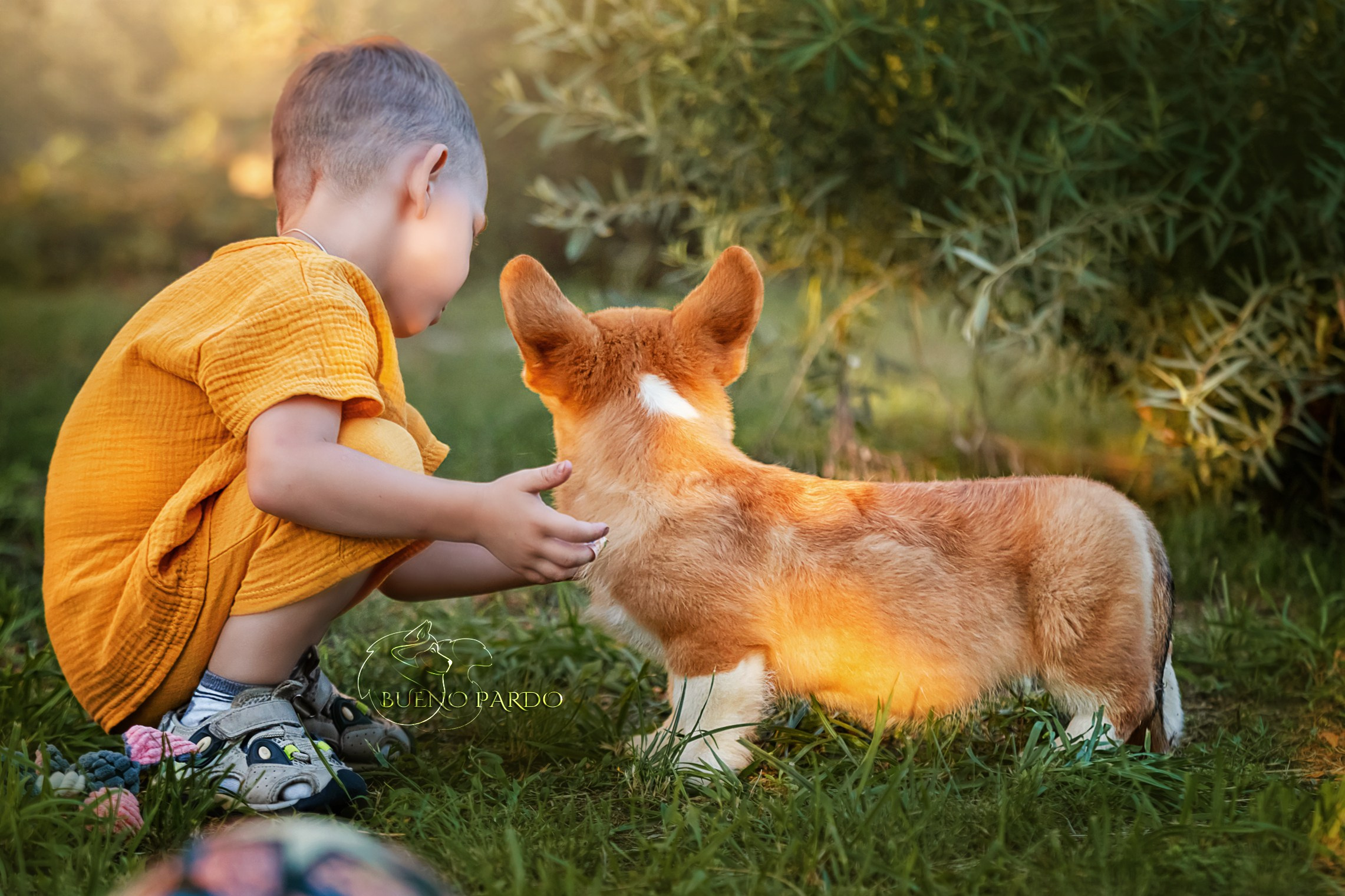 Щенки вельш корги пемброк из питомника. Питомник собак Акита, Хаски, Корги