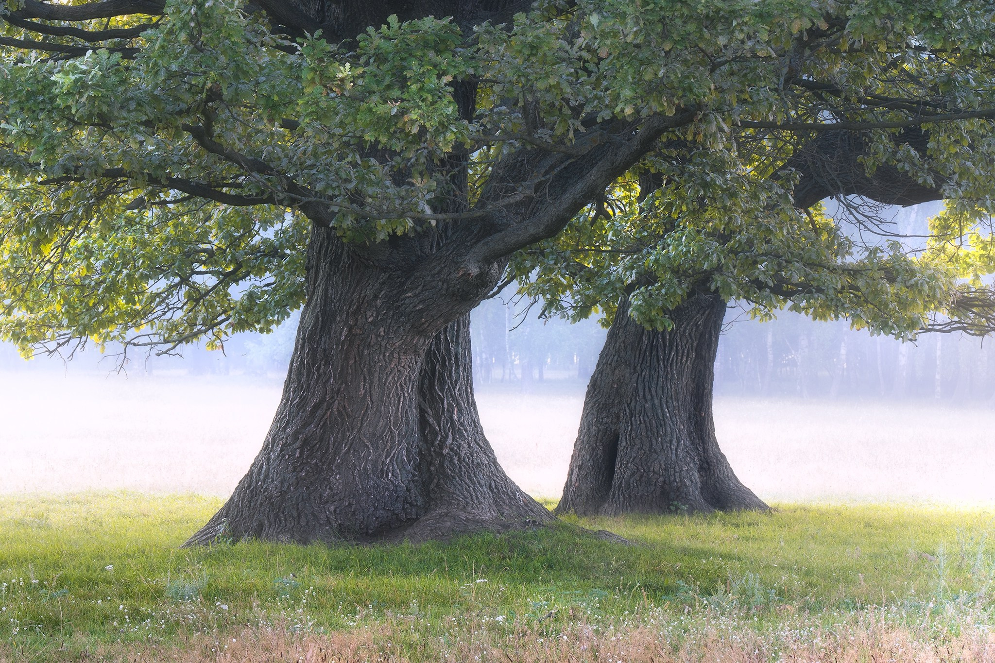 Лето, лес, деревья…. Пейзажный фотограф Руслан Лукманов