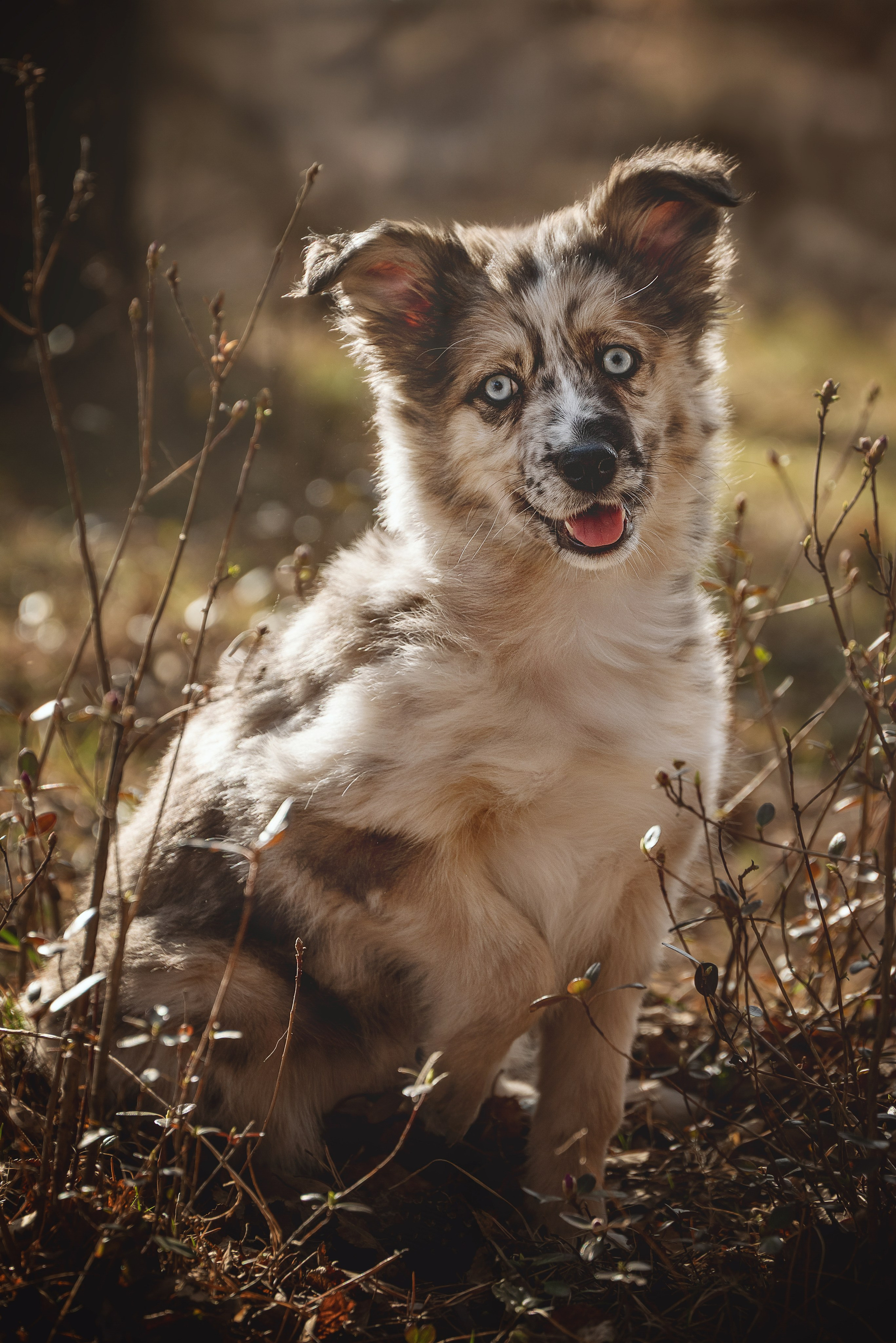 Съемка с собаками, животными. Сайт фотографа Елены Коноваловой Иркутск