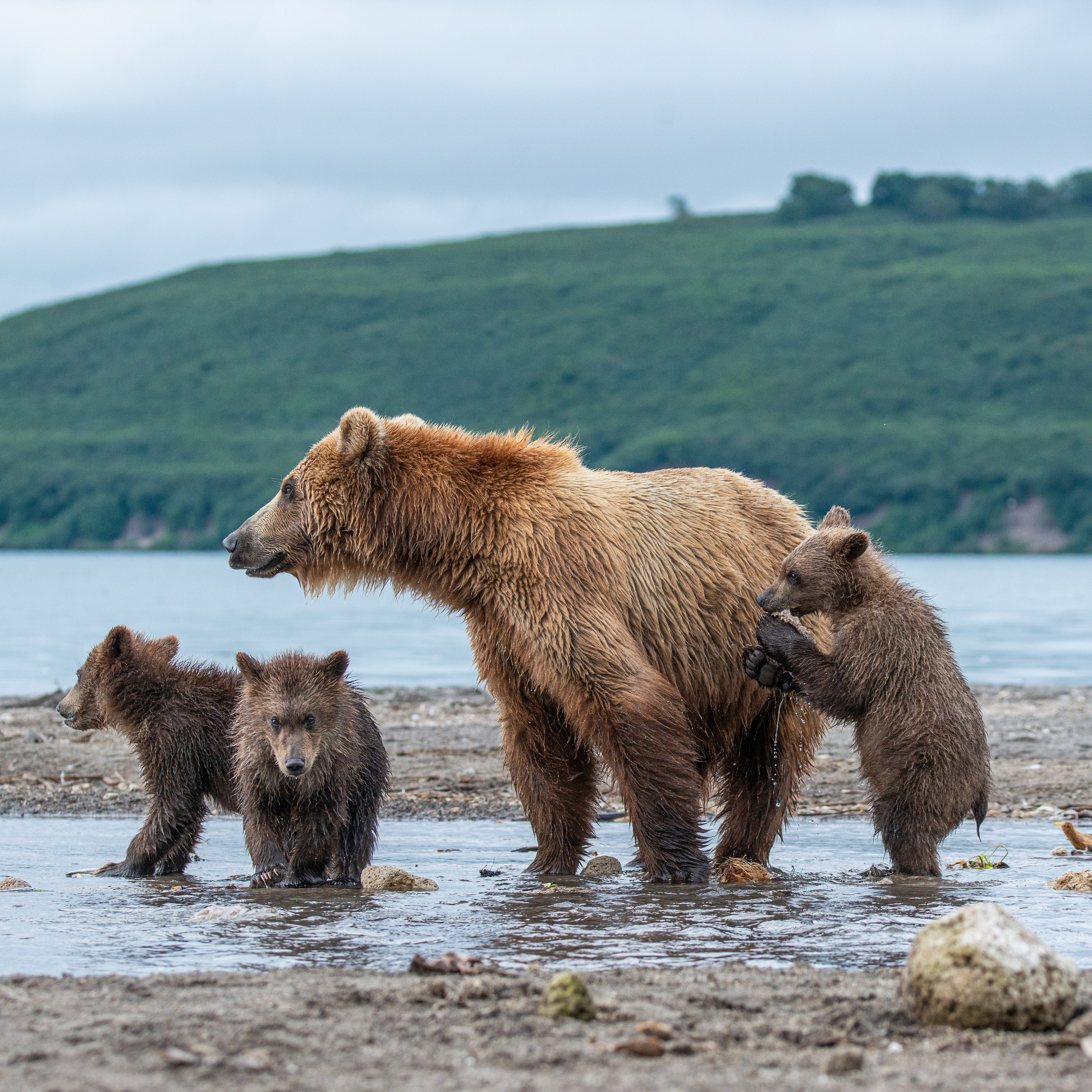 Камчатка — земля медведей. Игорь Иванко — Репортажный и событийный фотограф. Москва