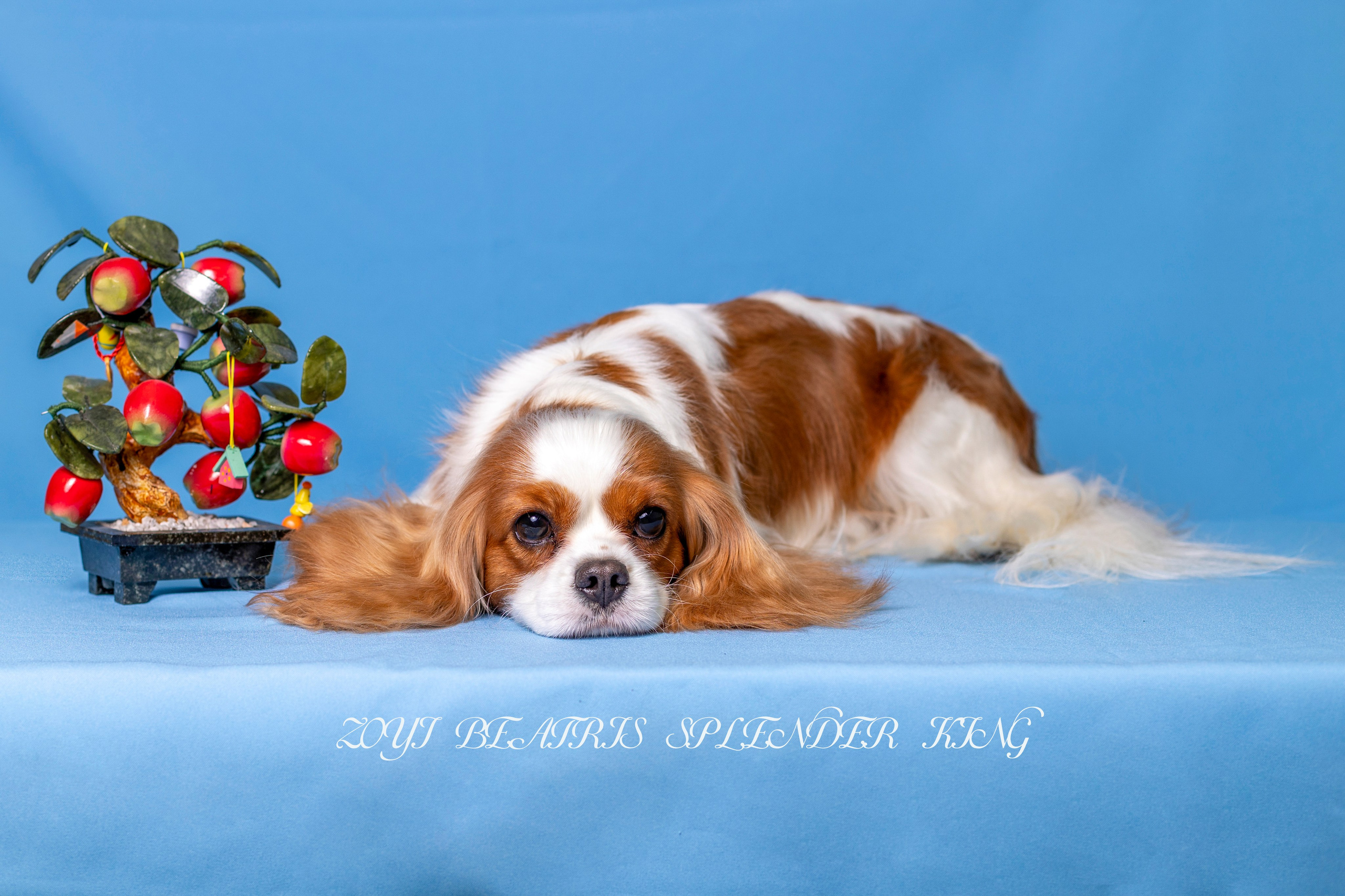 Фотосессия Бетти!. Фотограф 📸 семейный, предметный, репортажный