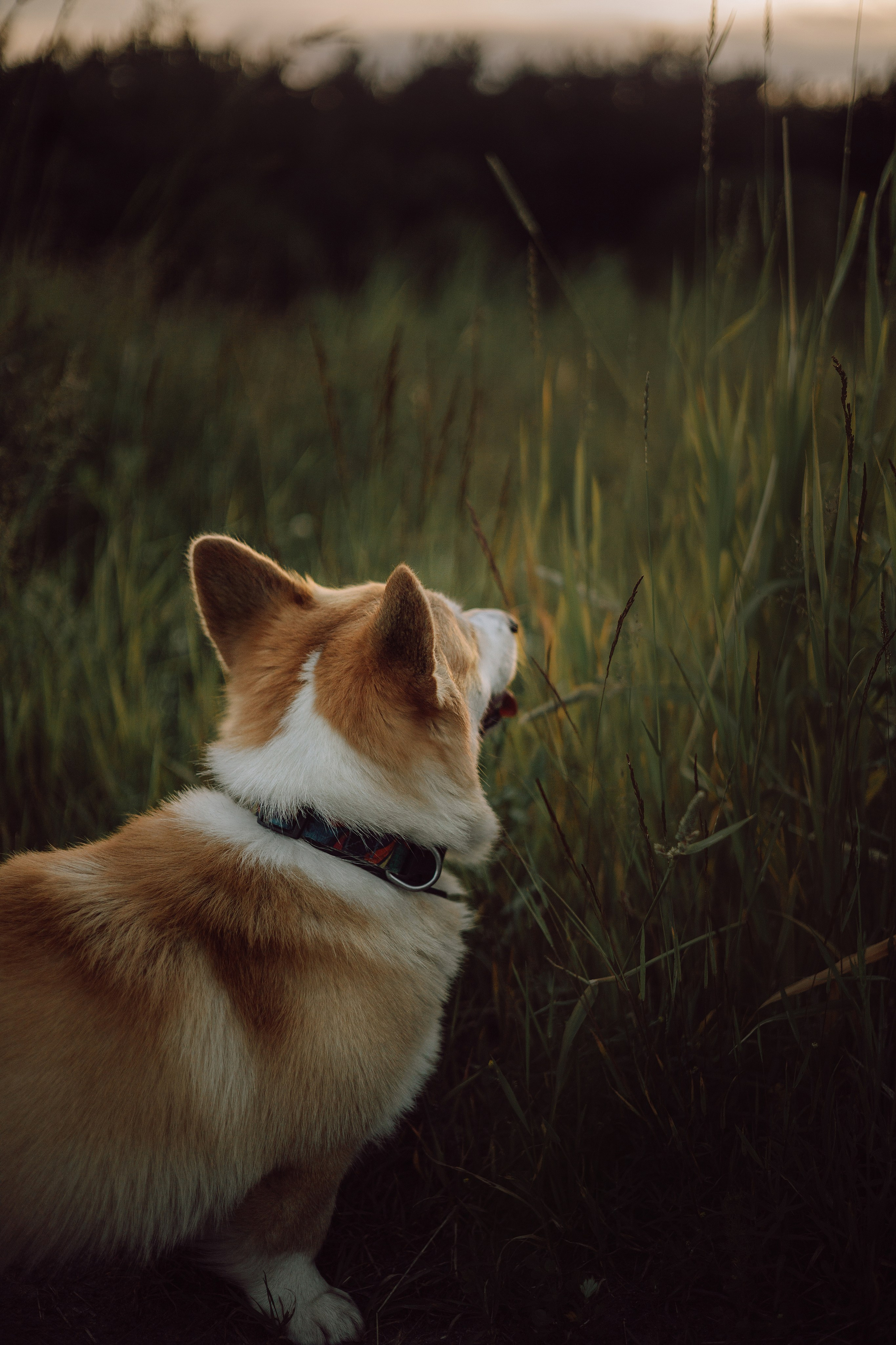Паша, Настя и их Фёдор. Фотограф — анималист •love-story•|Санкт-Петербург