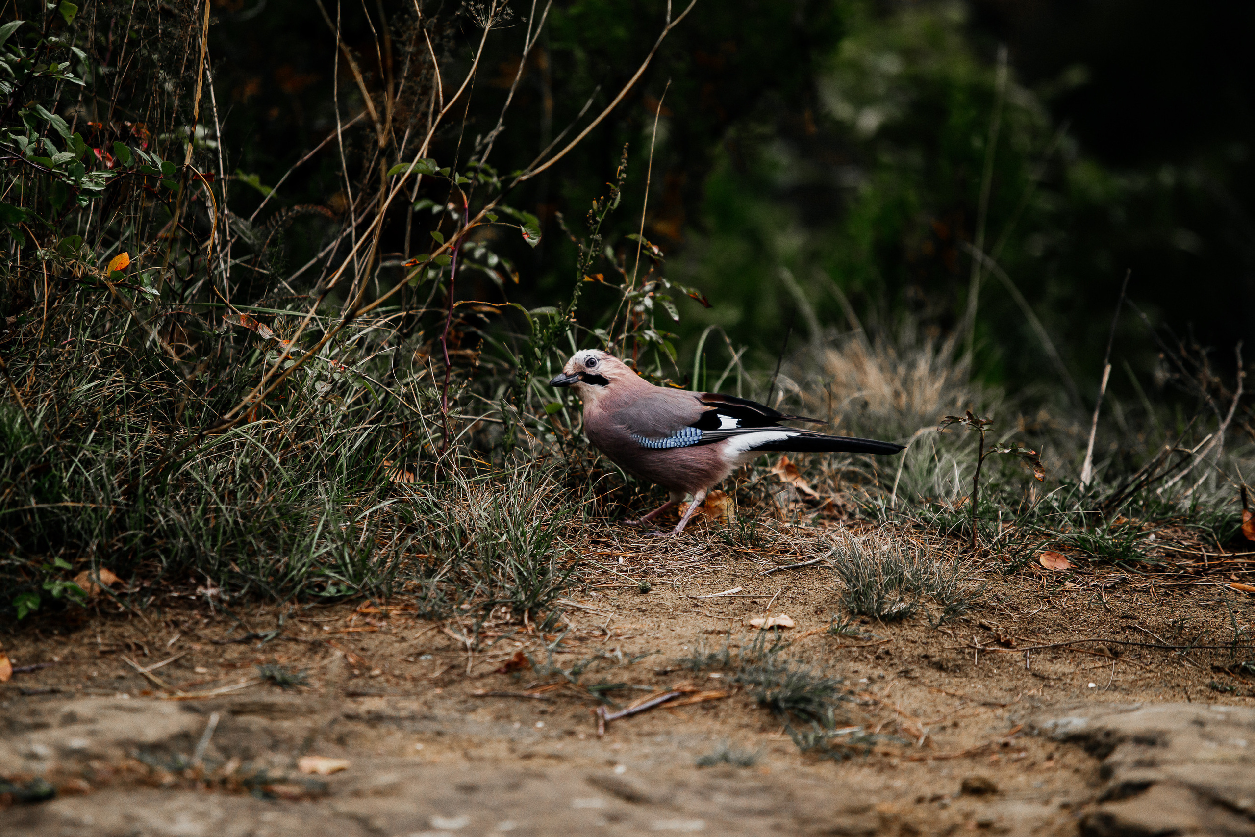 Кавказ осень 2021. Фотограф в Ростове-на-Дону