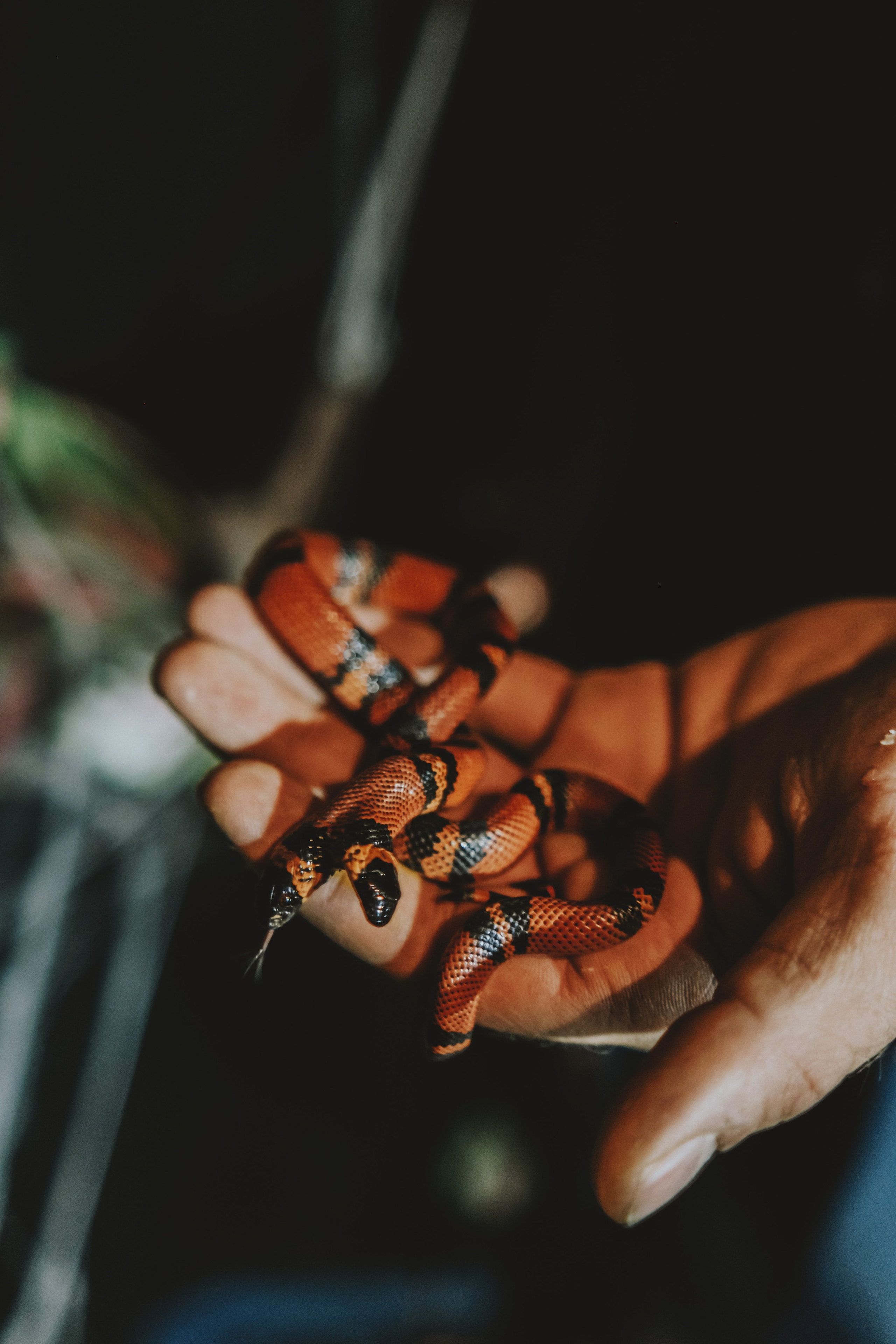 Дом Драконов. Nattie.ph