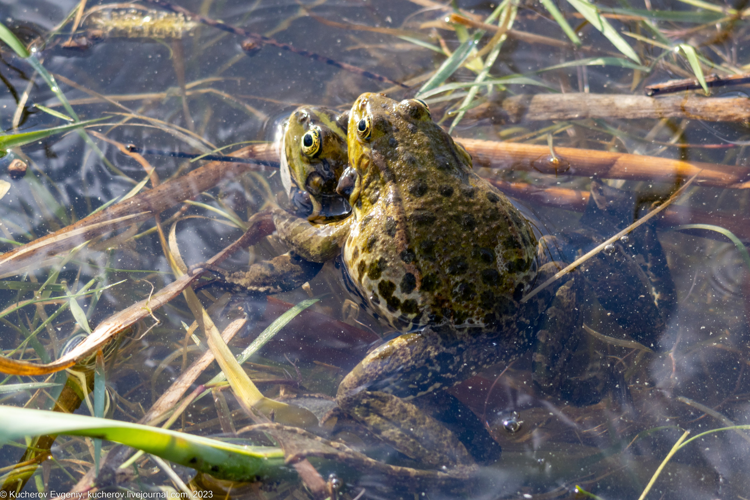 Лягушки. Кучеров Евгений. Фотограф