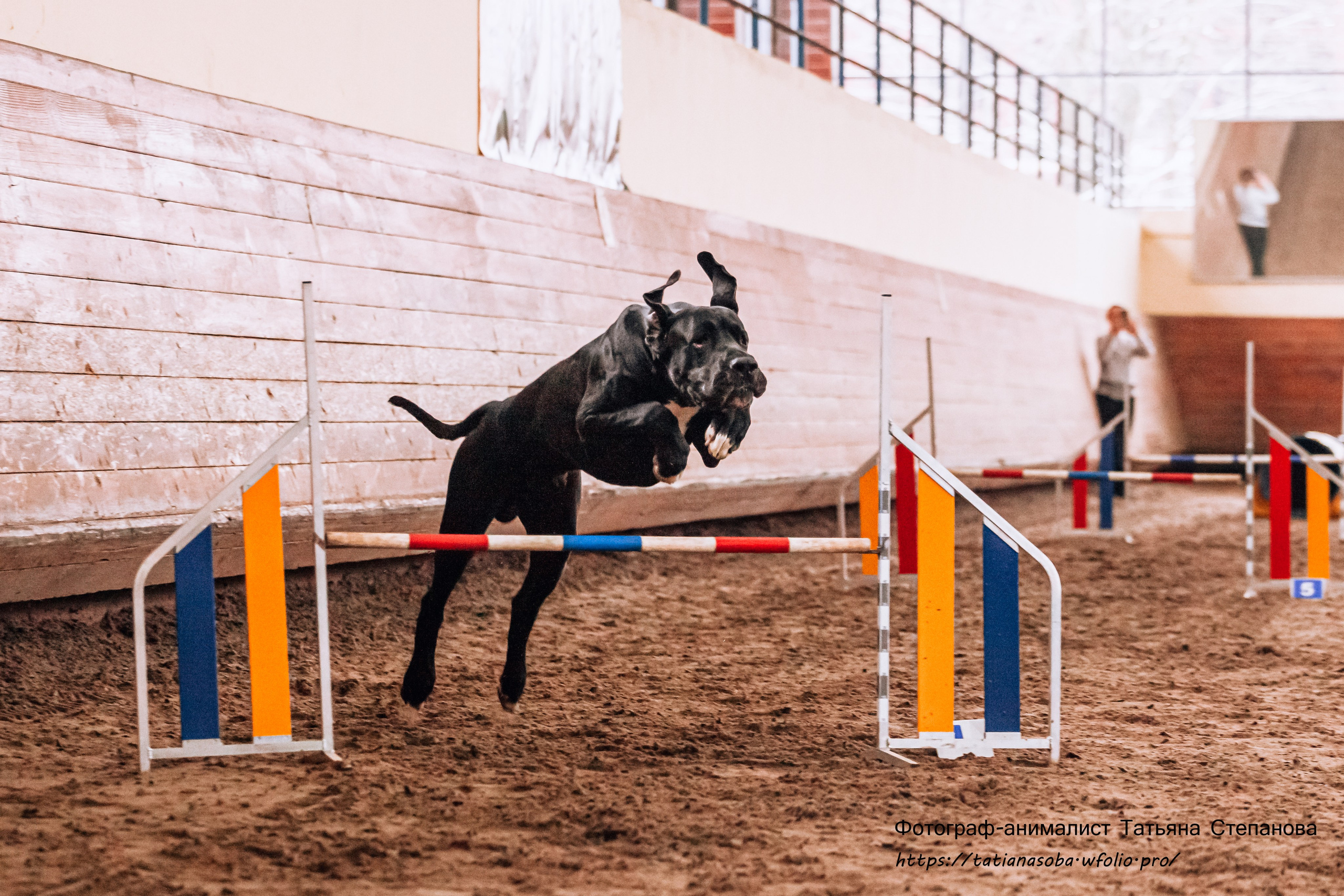 Соревнования по Аджилити 25.02.2024. Фотограф-анималист Татьяна Степанова