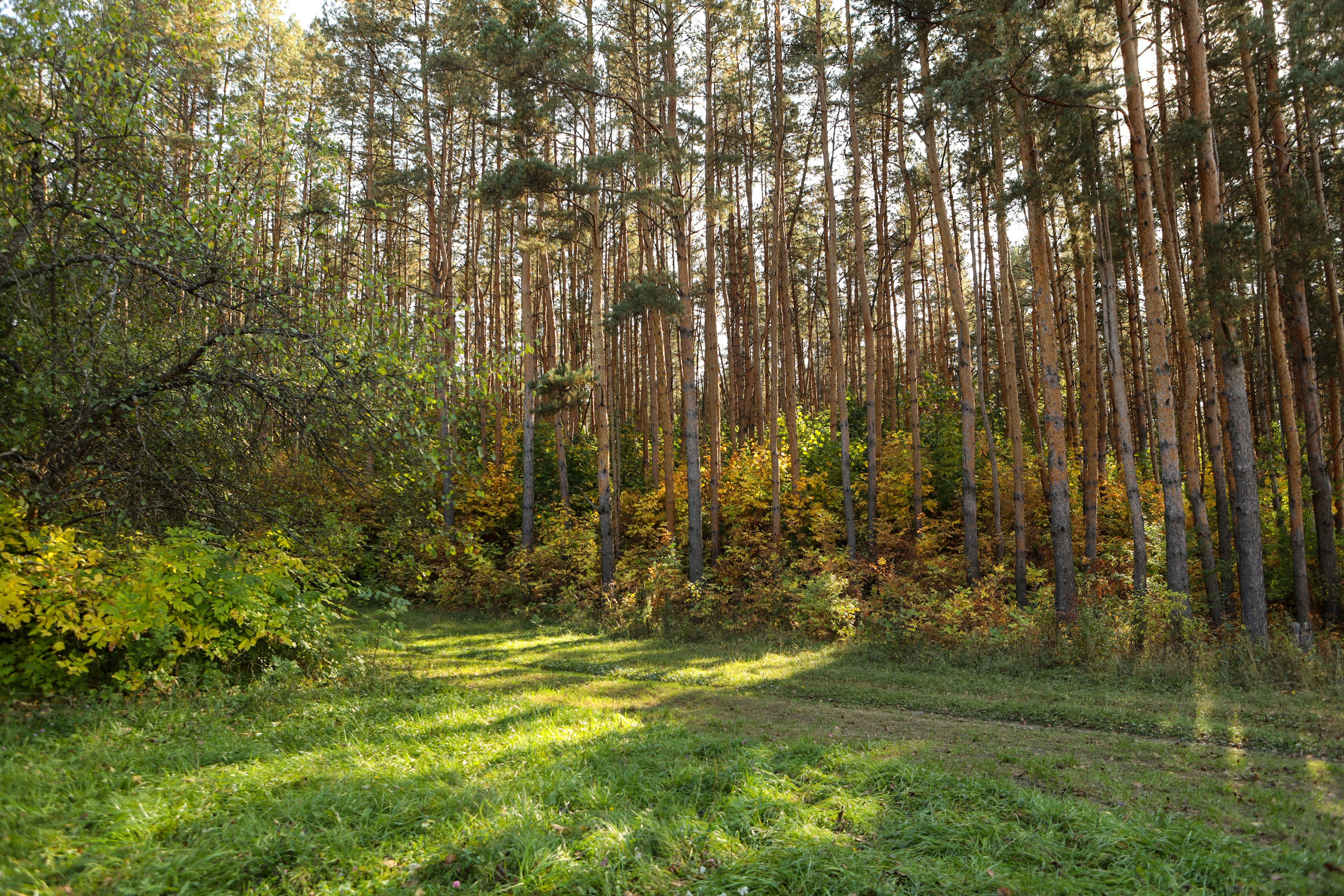 Лес. Семейный и репортажный фотограф в Орле