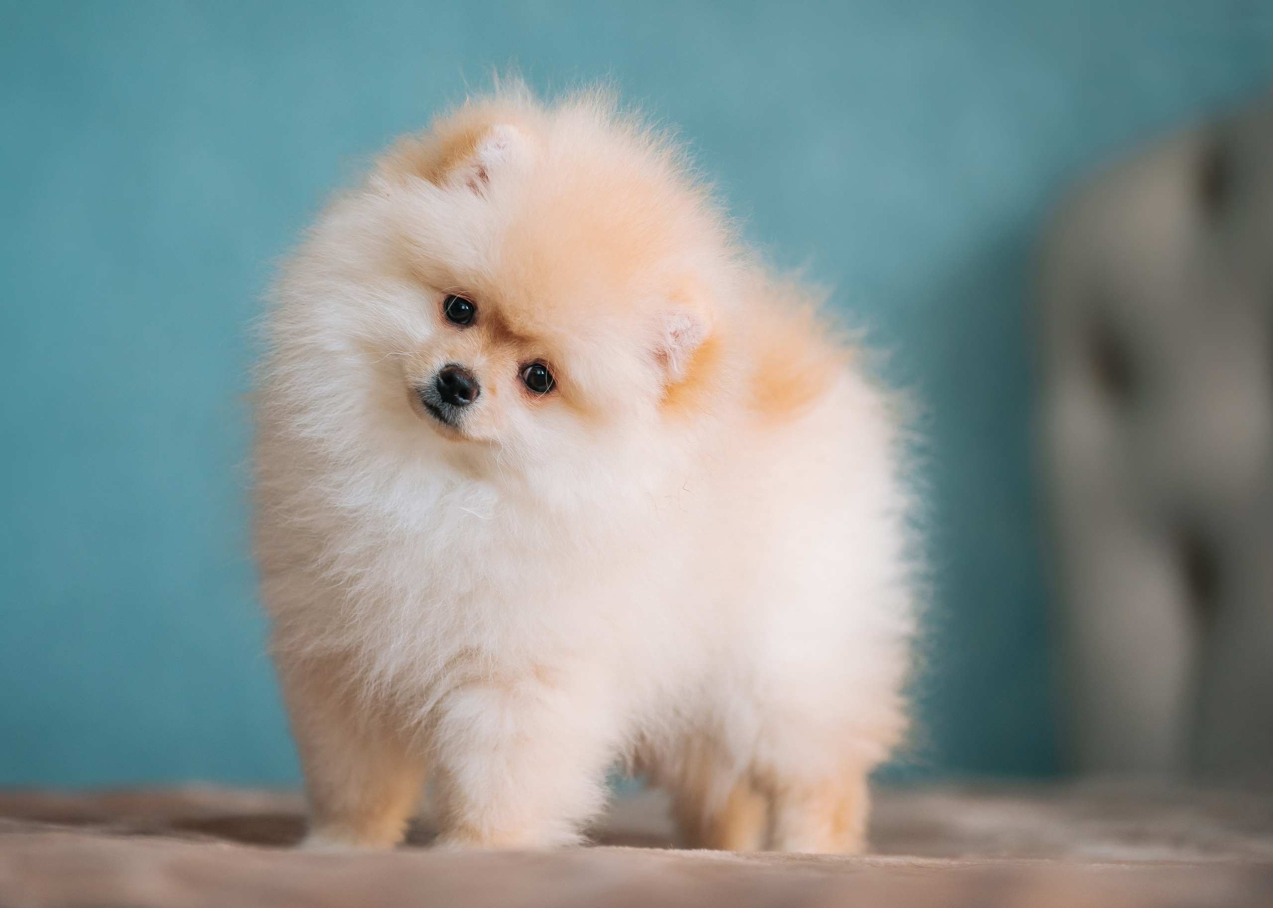 Шпицы дома. Главная