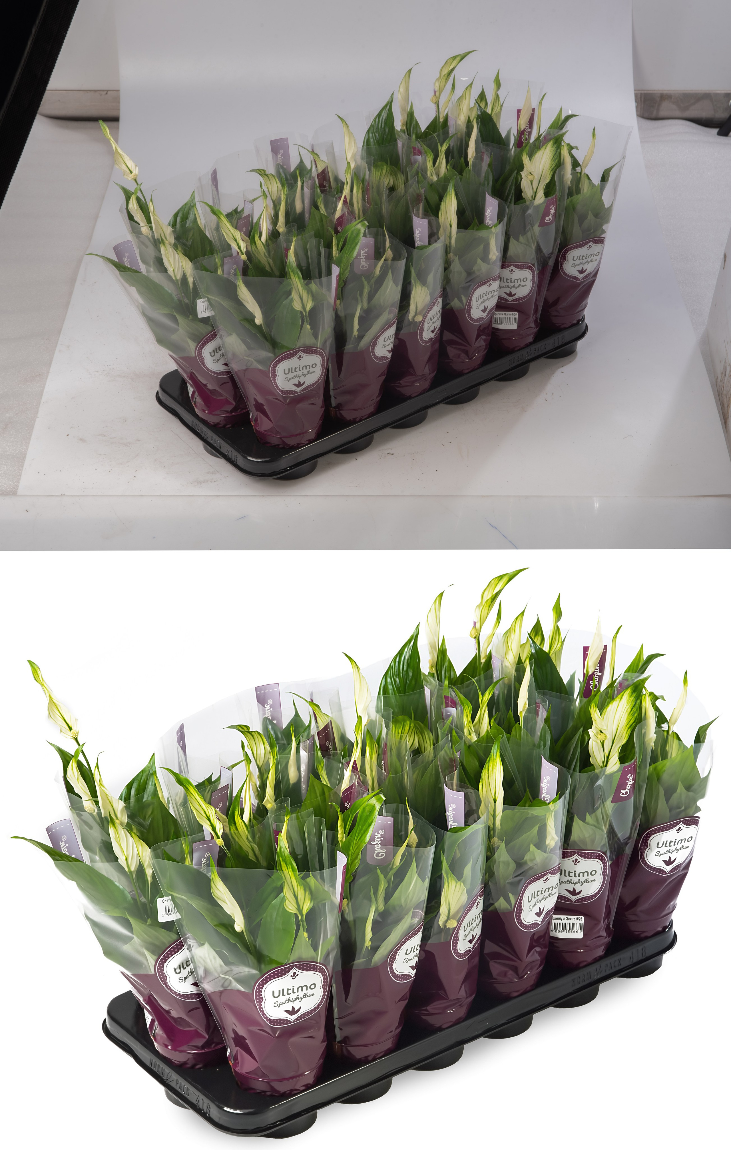 Ретушь растений и овощей | Студия SVITHART