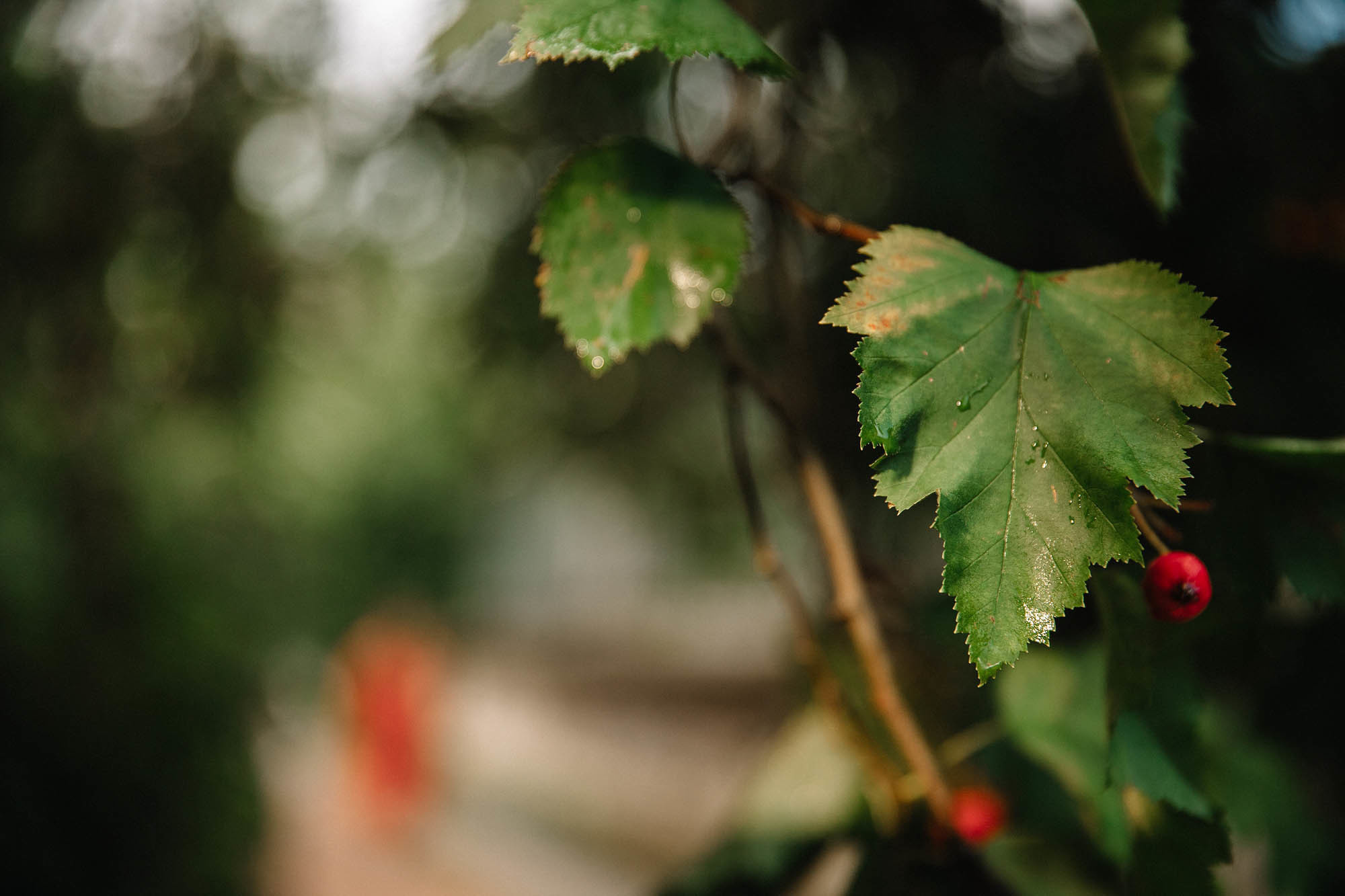 Свадебный день 13.09.18. Семейный и свадебный фотограф в Майкопе Михаил Мартиросян