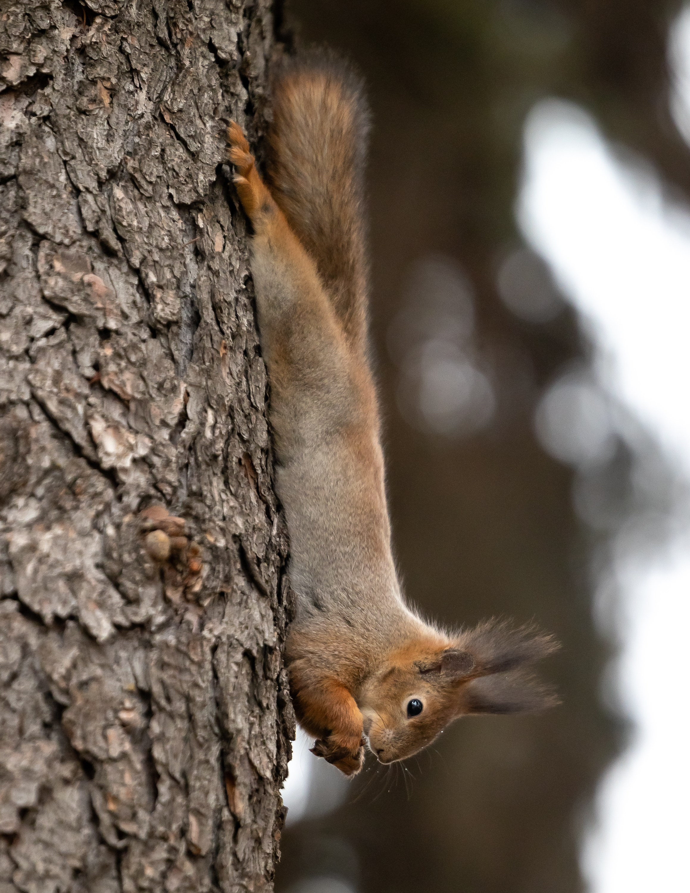 Животные. Фотограф Владимир Охрименко