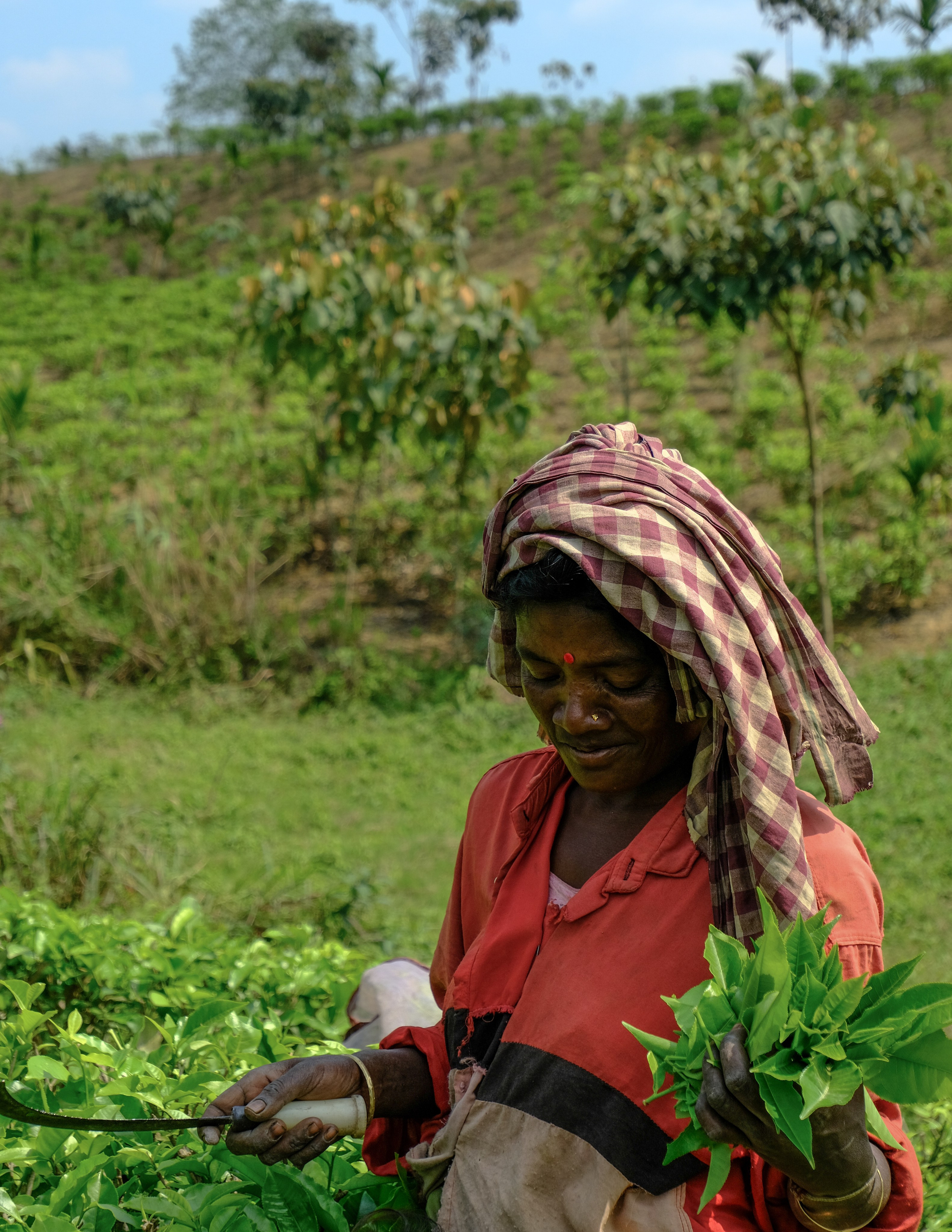 Ассам и Казиранга. Фотографии из путешествий