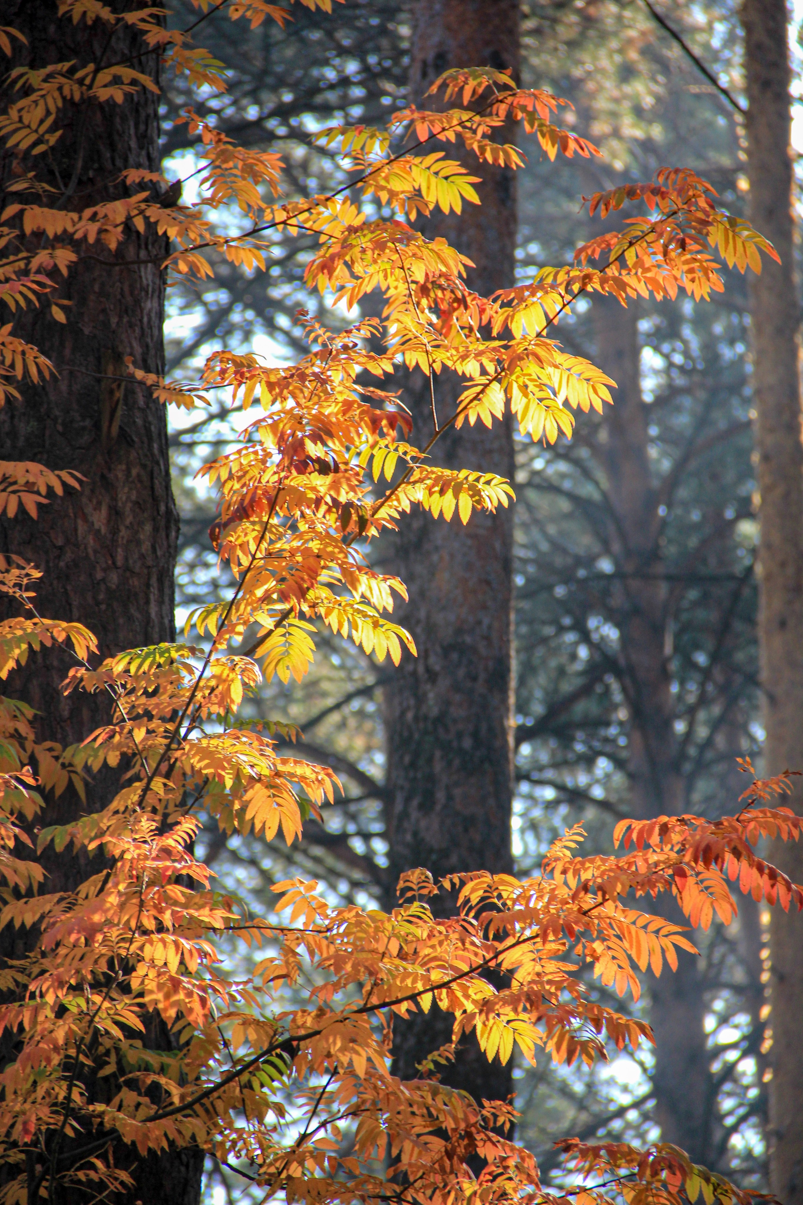 Осень. Ваш фотограф Северск | Томск