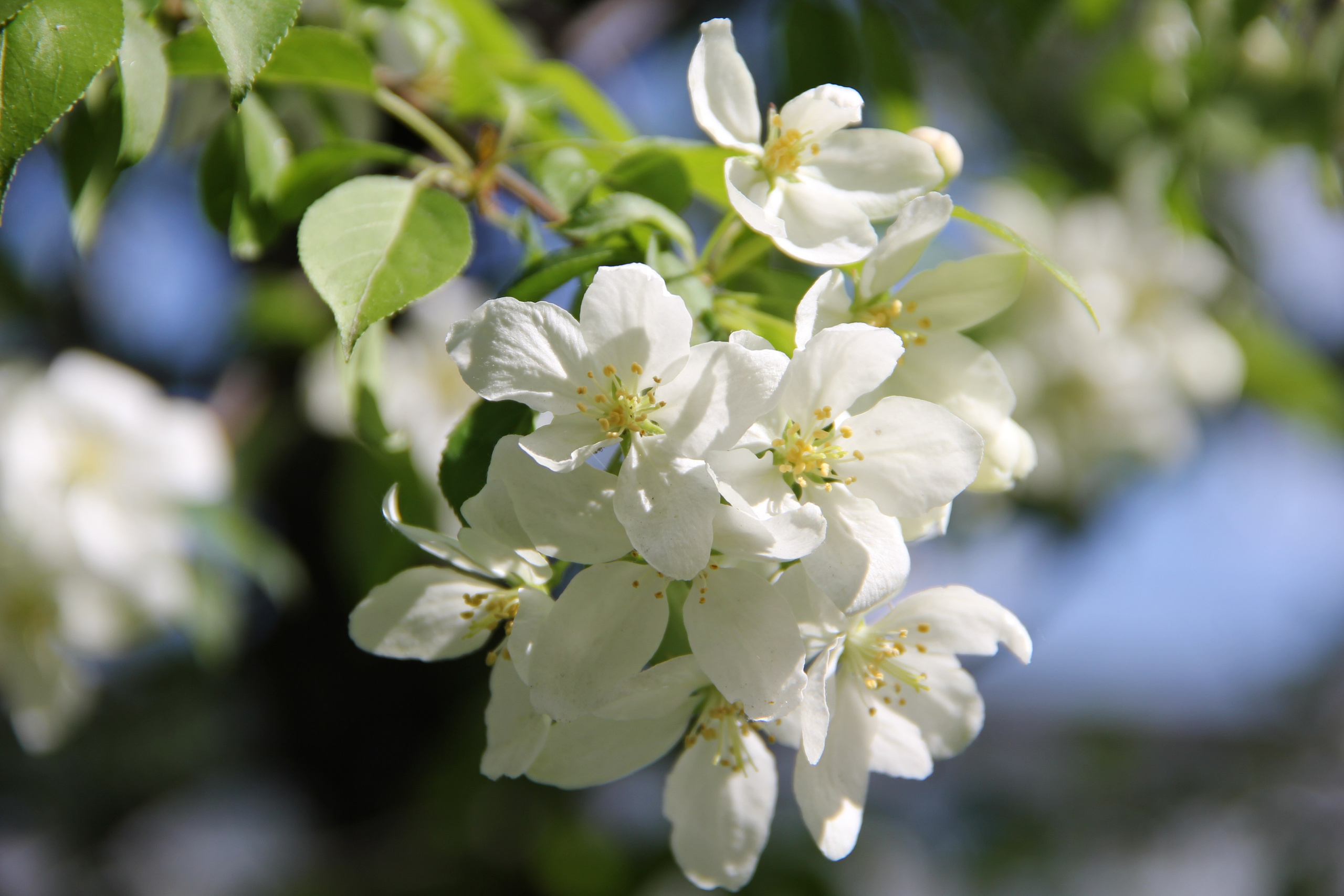 Весна. Ваш фотограф Северск | Томск