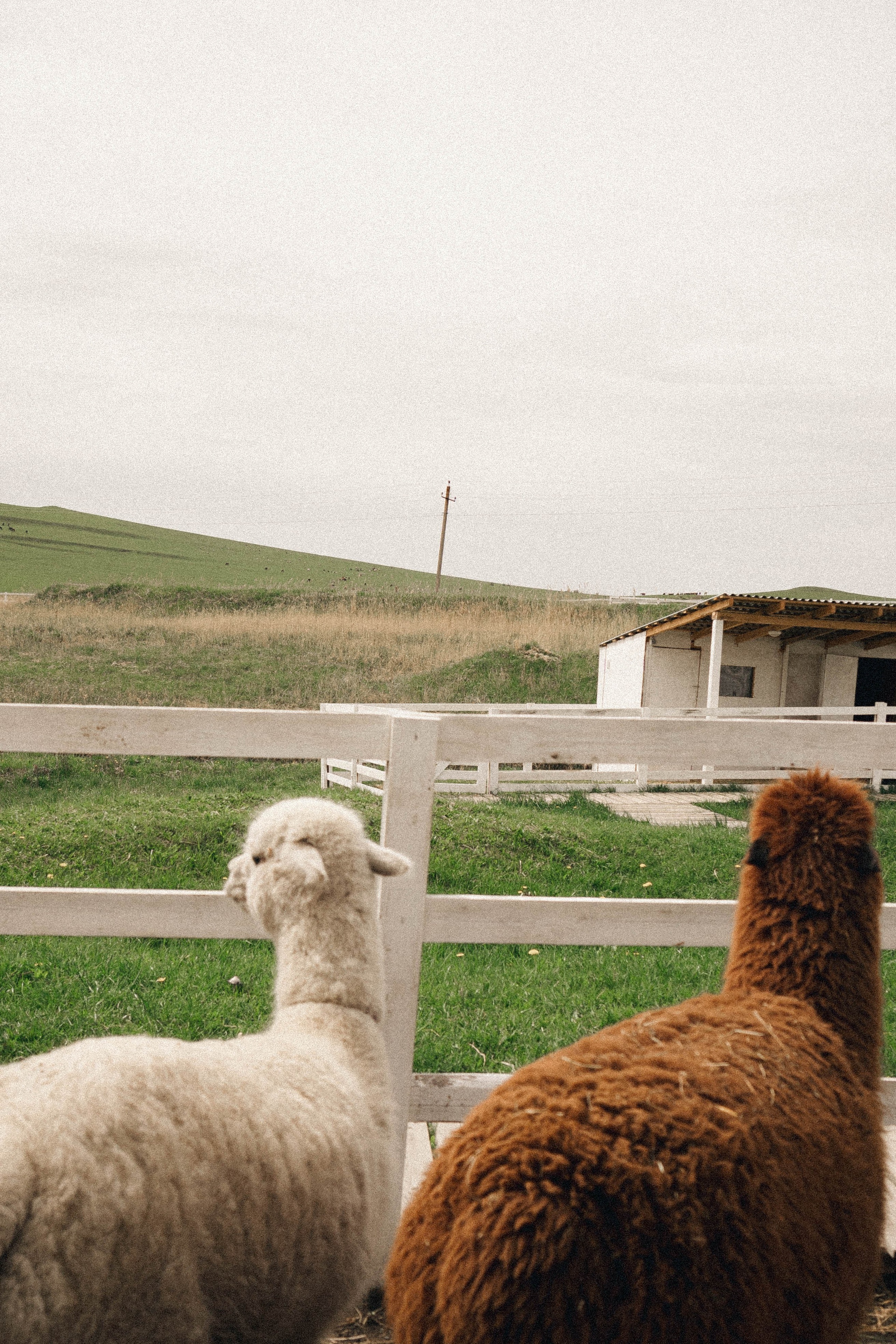 Ферма Альпак. Профессиональный фотограф, Санкт-Петербург — Виктория Богомолова