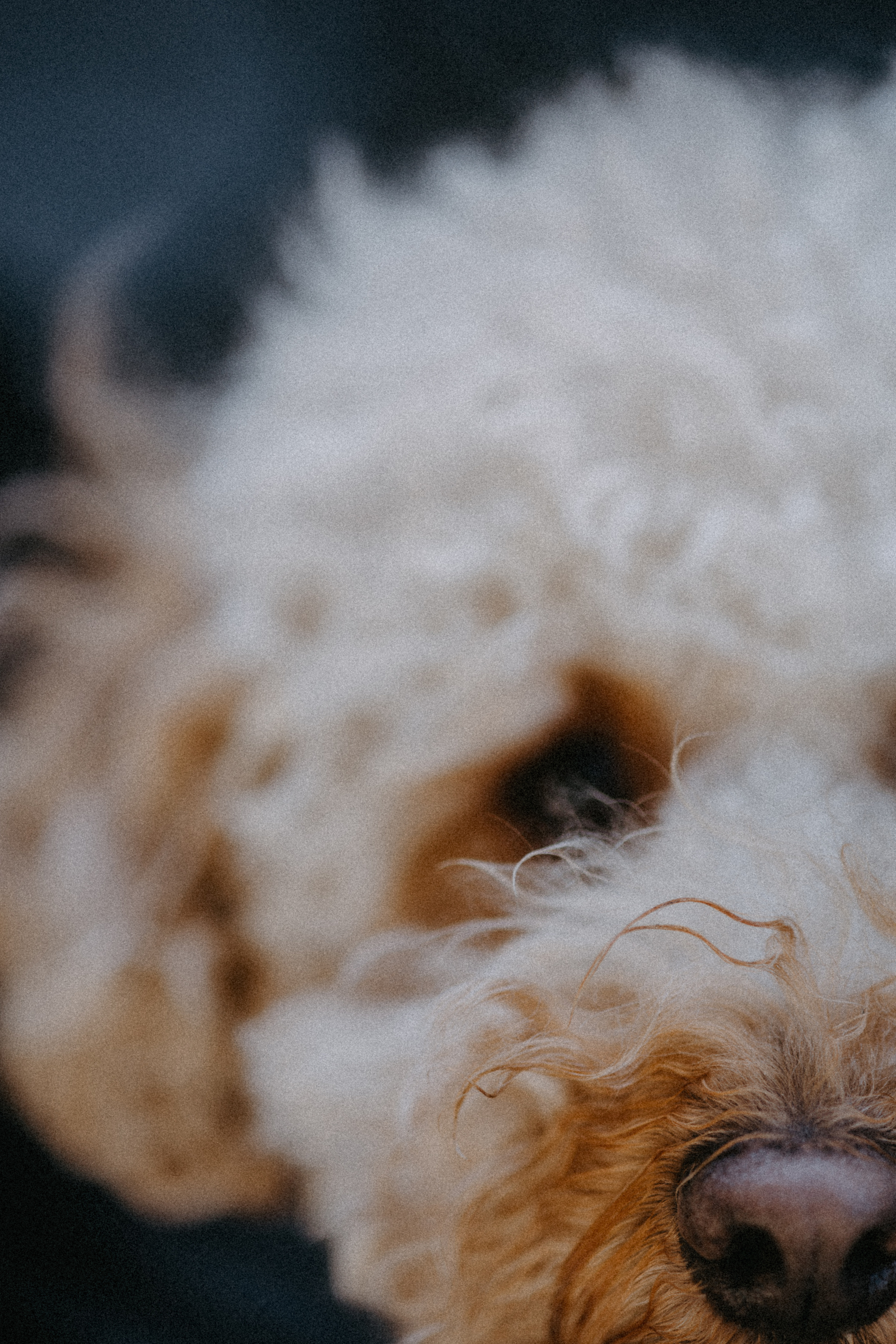 Нигар. Alesya Gee Photographer Uzbekistan