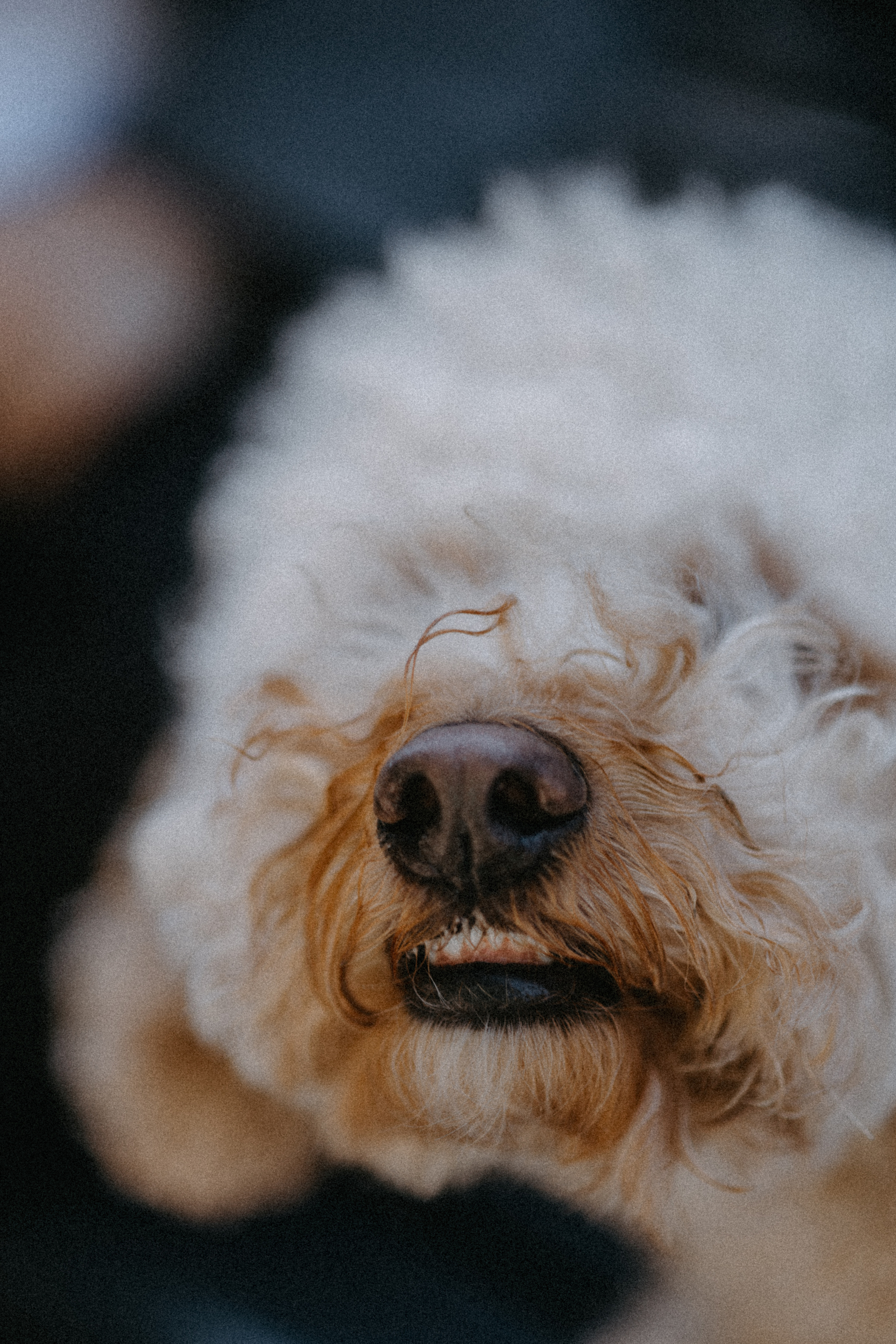 Нигар. Alesya Gee Photographer Uzbekistan