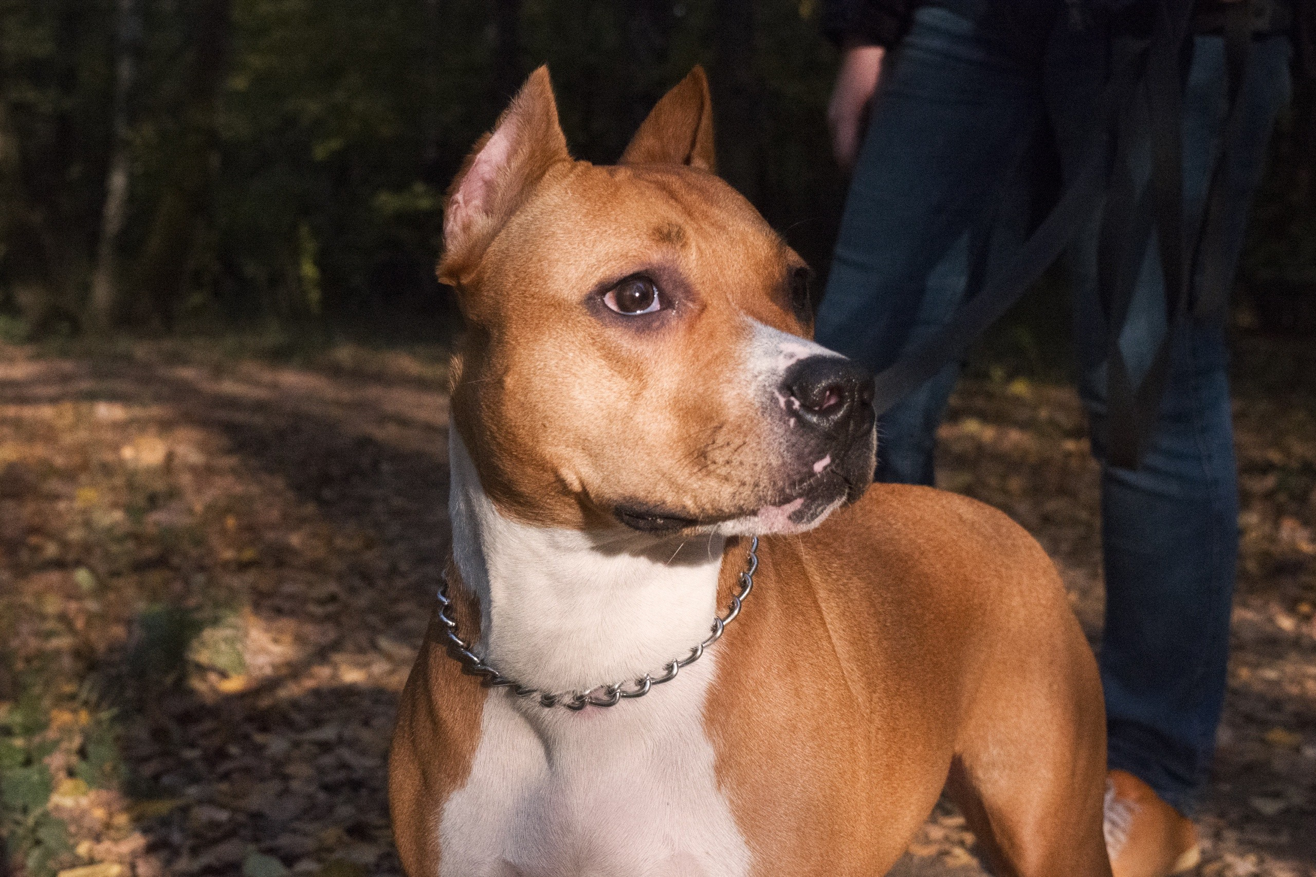 Animals. Фотограф Евгения Саботаж в г. Москва