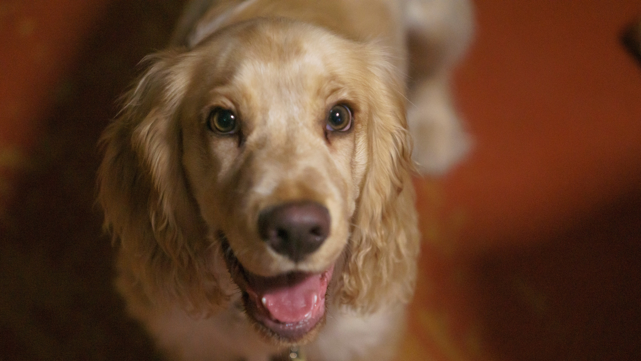 Лютик. Фотограф в Кстово и Нижнем Новгороде KOLOSOK
