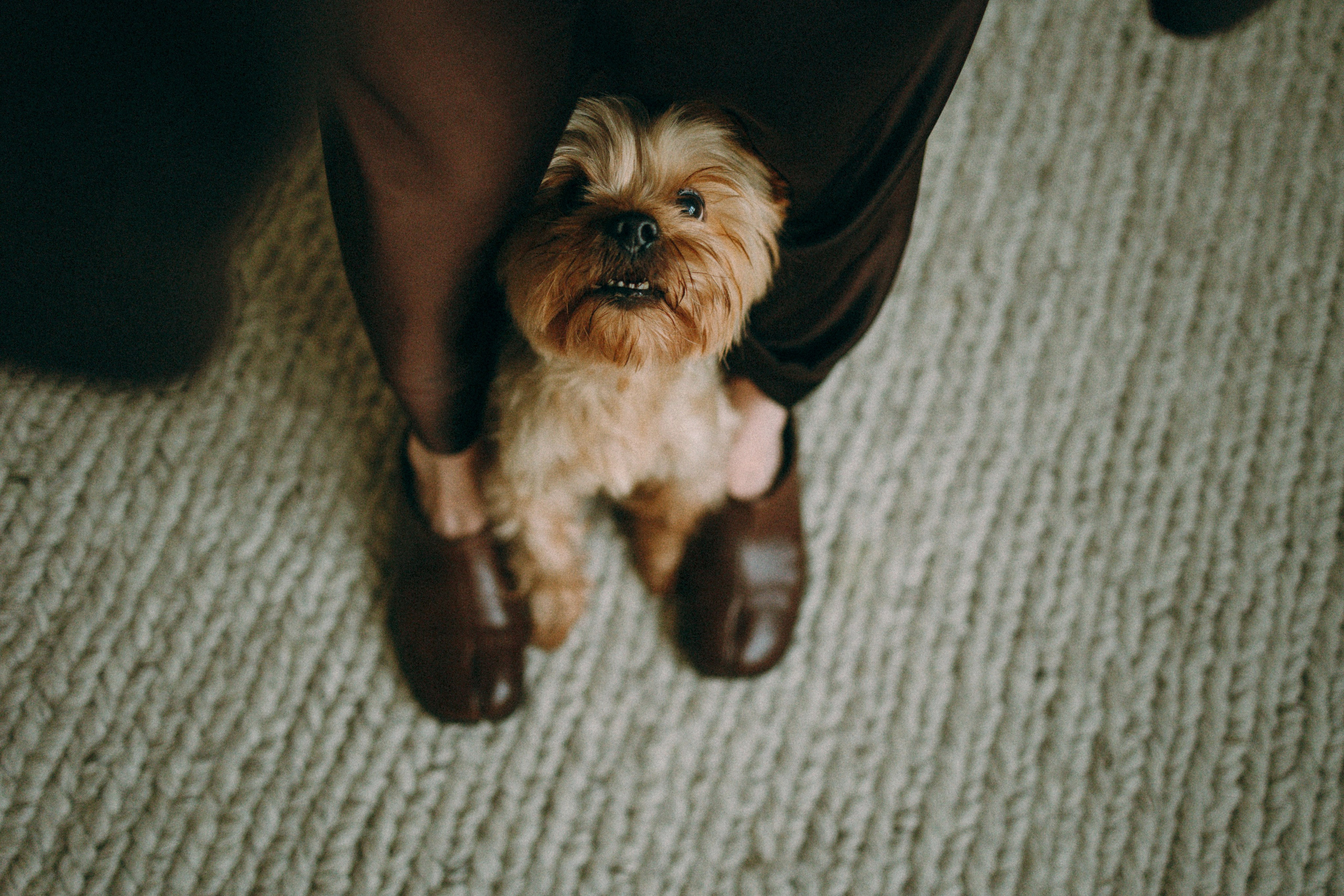 Ричард и Ксюша. Фотограф анималист Анастасия Пикей