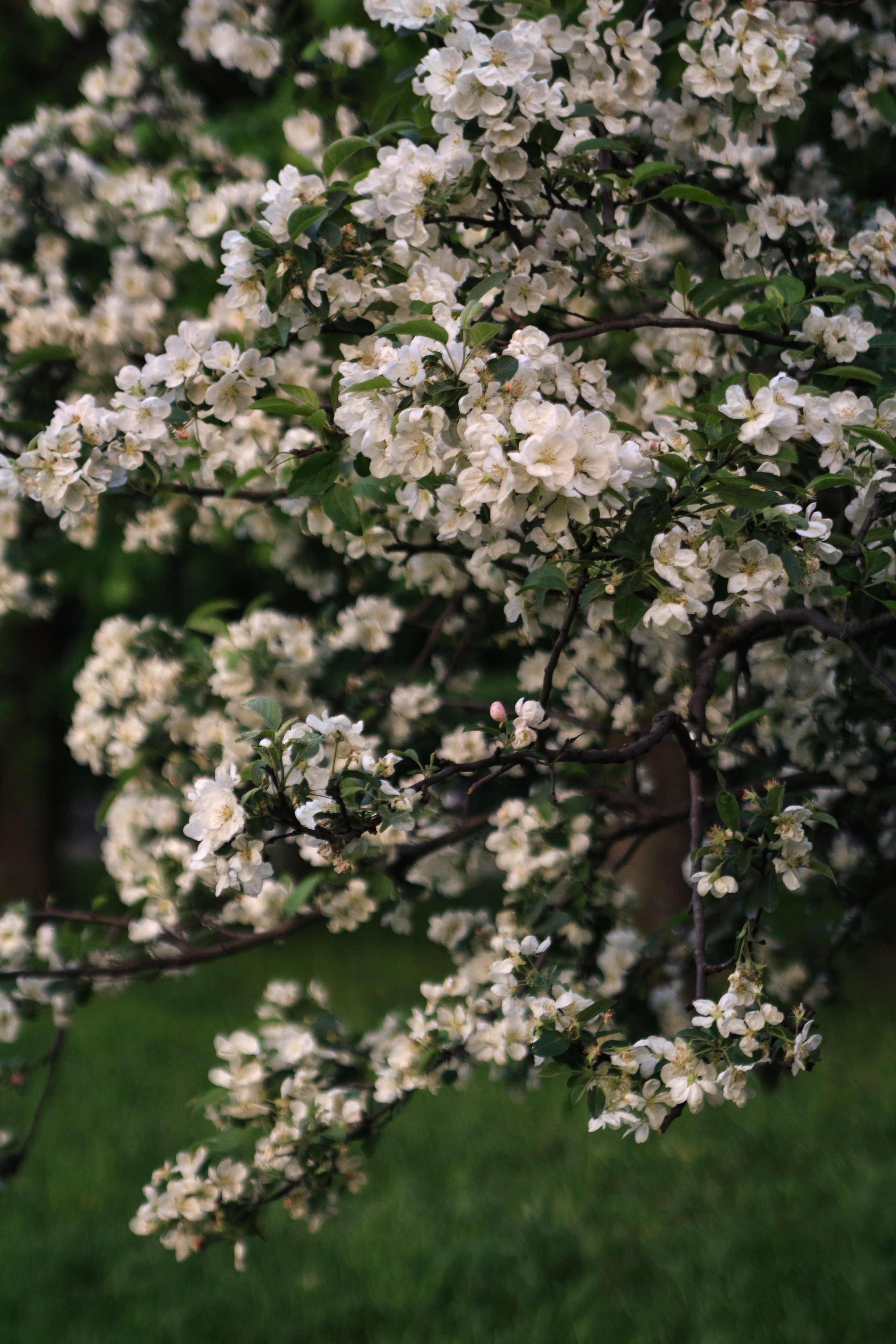 Весна. Катя Цвет