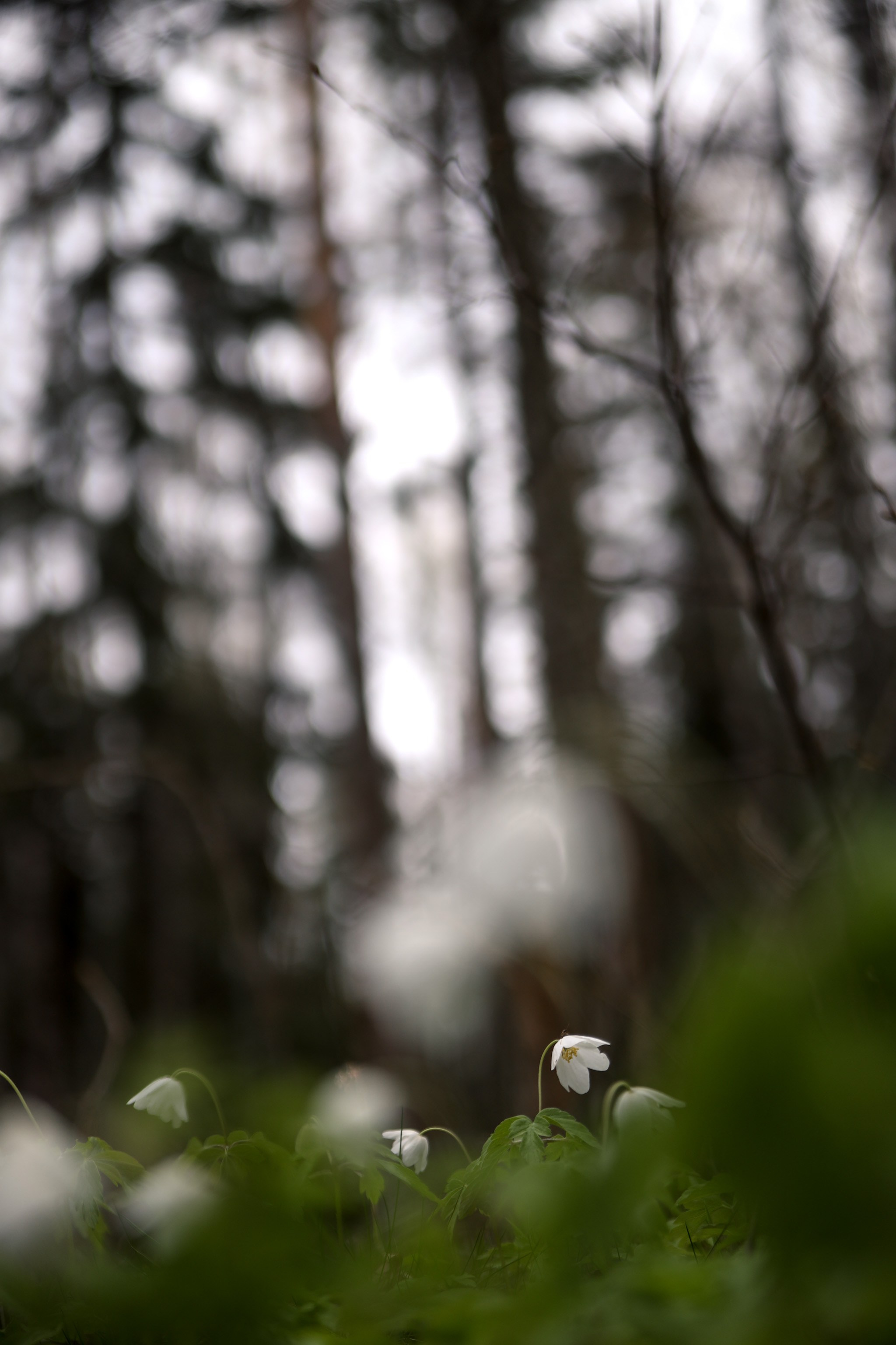 Весна. Катя Цвет