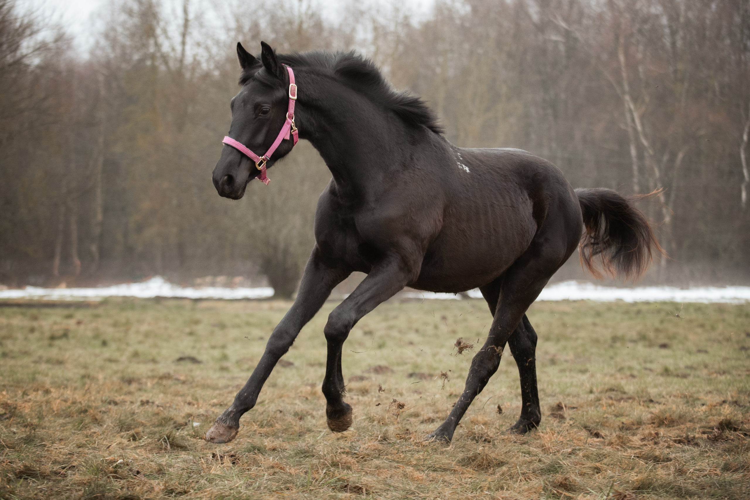 Мелкаши ЮНА. Куракина Дарья • Конный фотограф