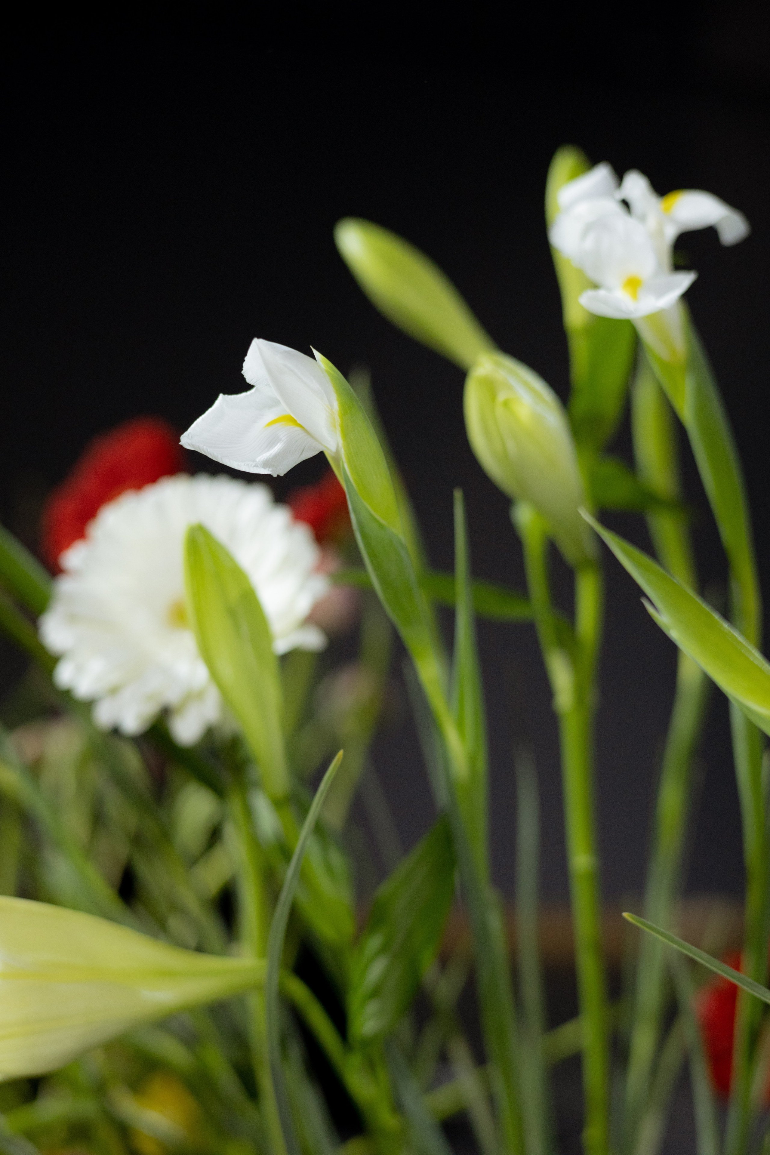 Оформление Отчетного концерта Музыкальной школы Глазунова. Оформление свадеб, декор свадеб Вера Маркова, Москва