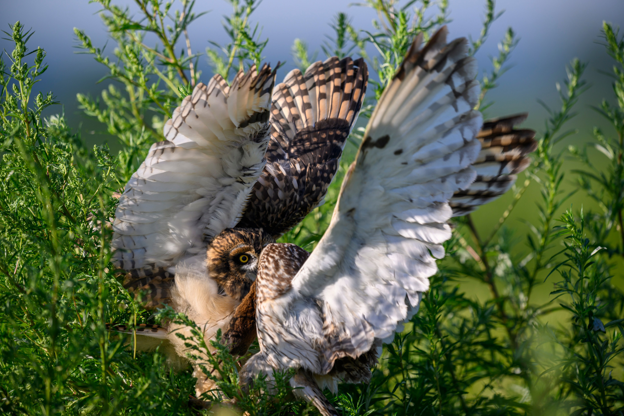 Short eared owl. Wildlife photography by Sergey Puponin