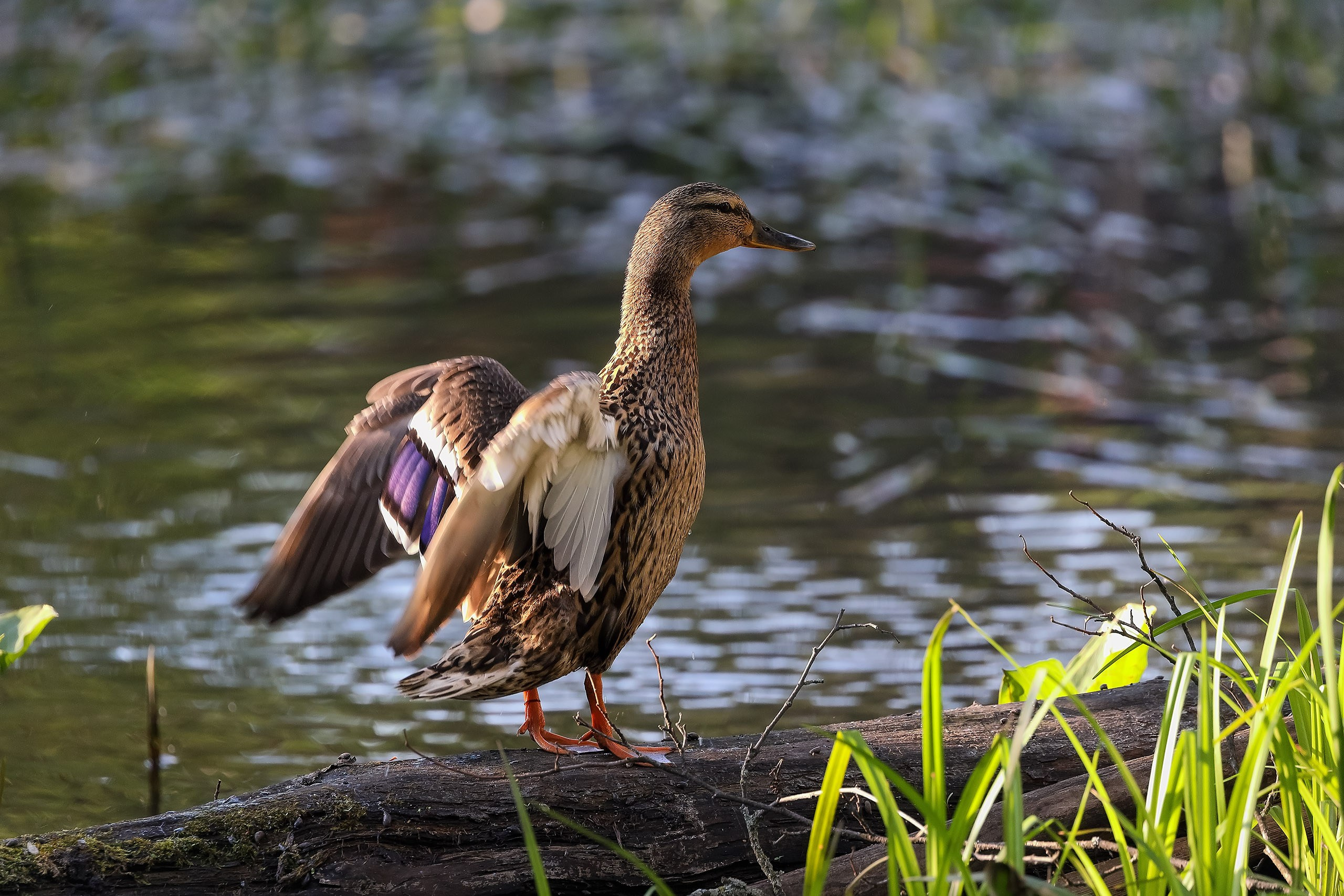 Кряква обыкновенная крылья