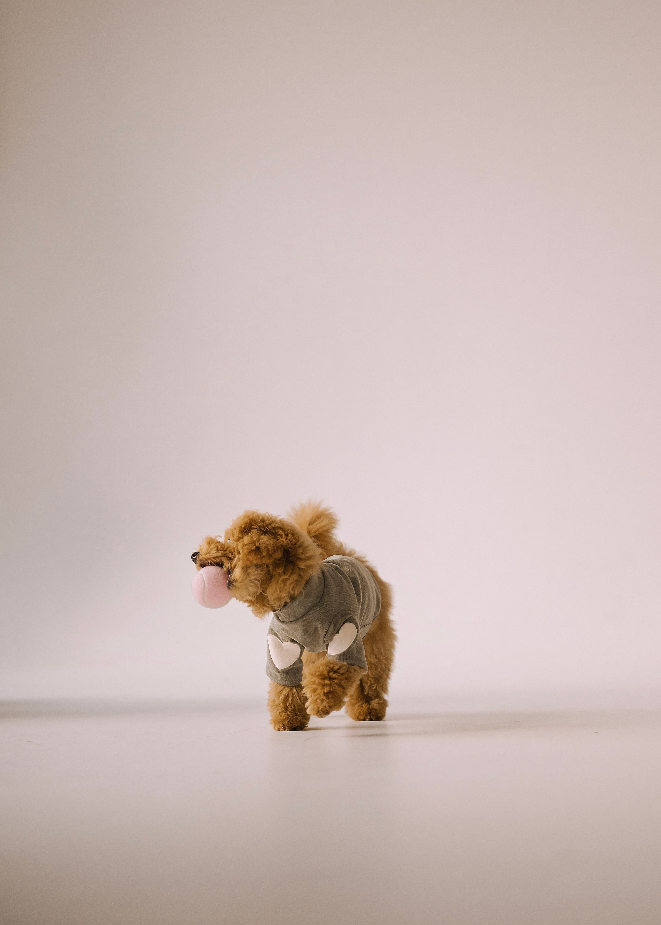 Утилита. Фотограф- анималист Александра Матвеева