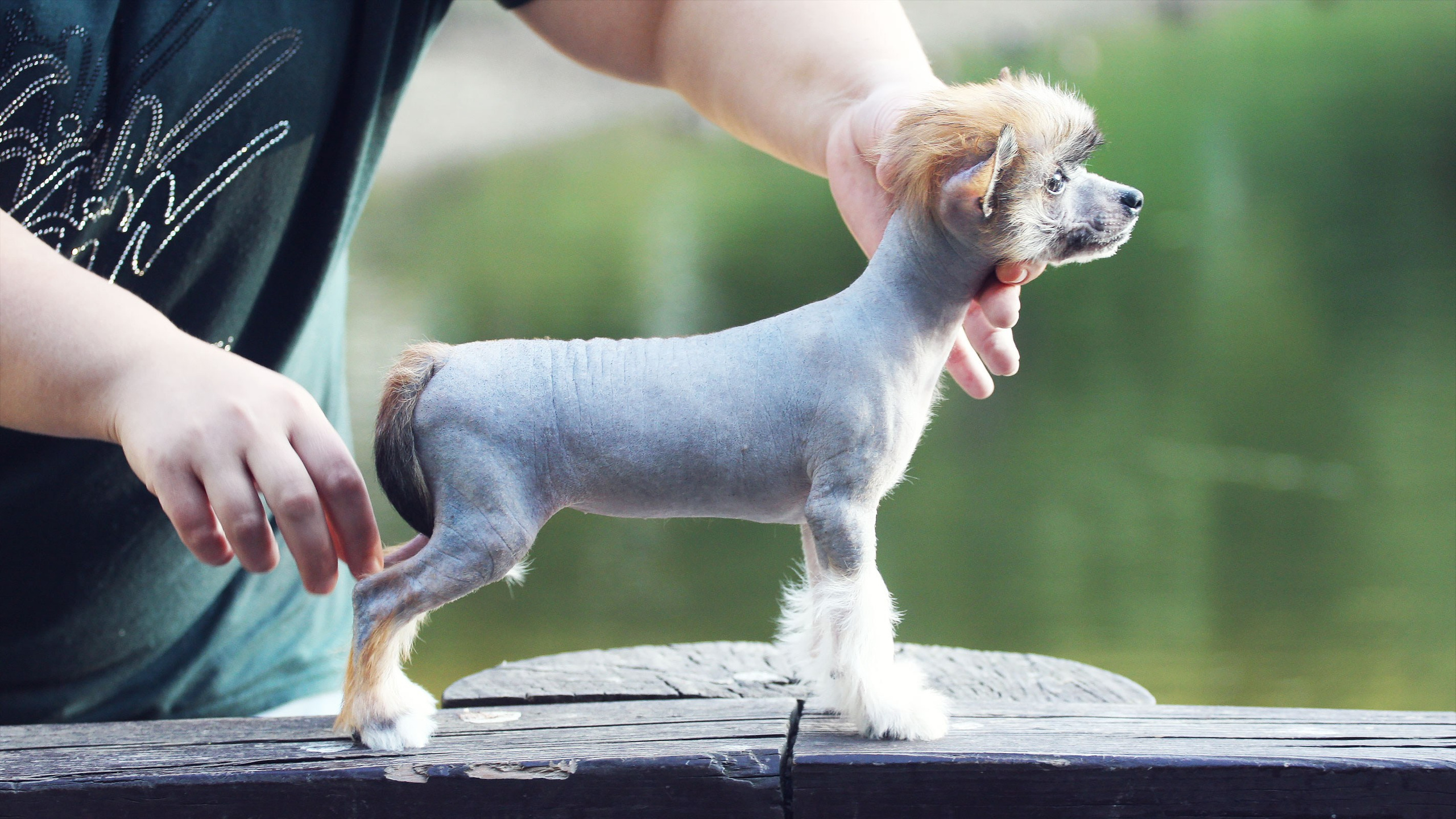 Litter C. Chinese Crested Dog Kennel Poale Ell