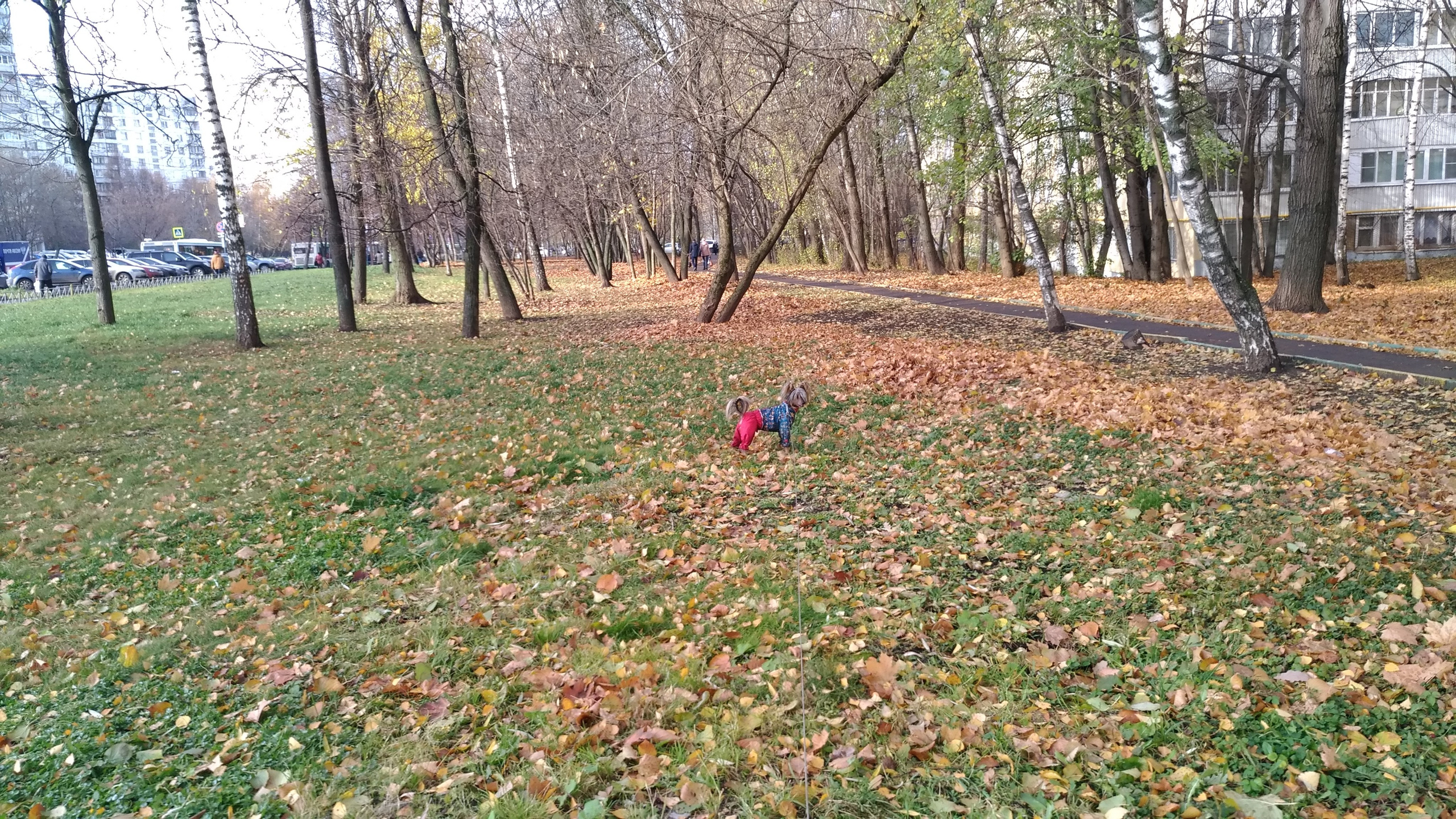 Адам на прогулке. Питомник китайских хохлатых собак Poale Ell: купить щенка